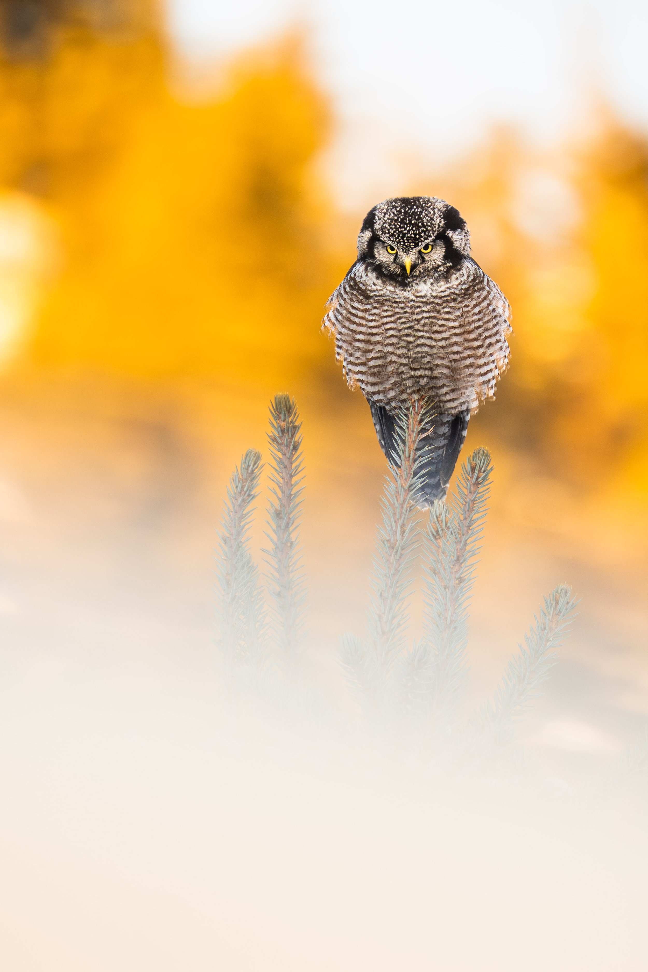 chouette-eperviere-bergeronnes-2