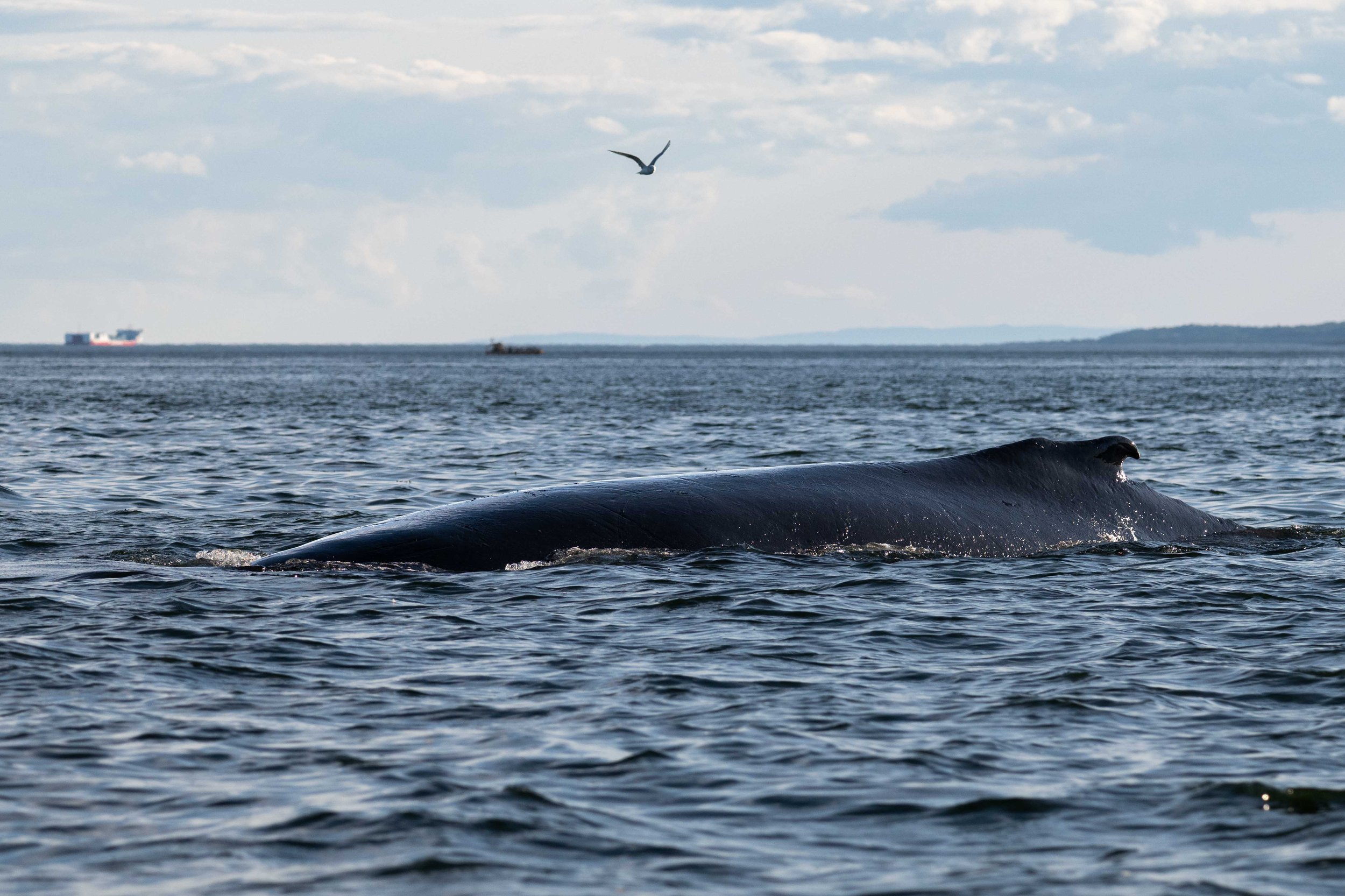 baleine à bosse tadoussac 