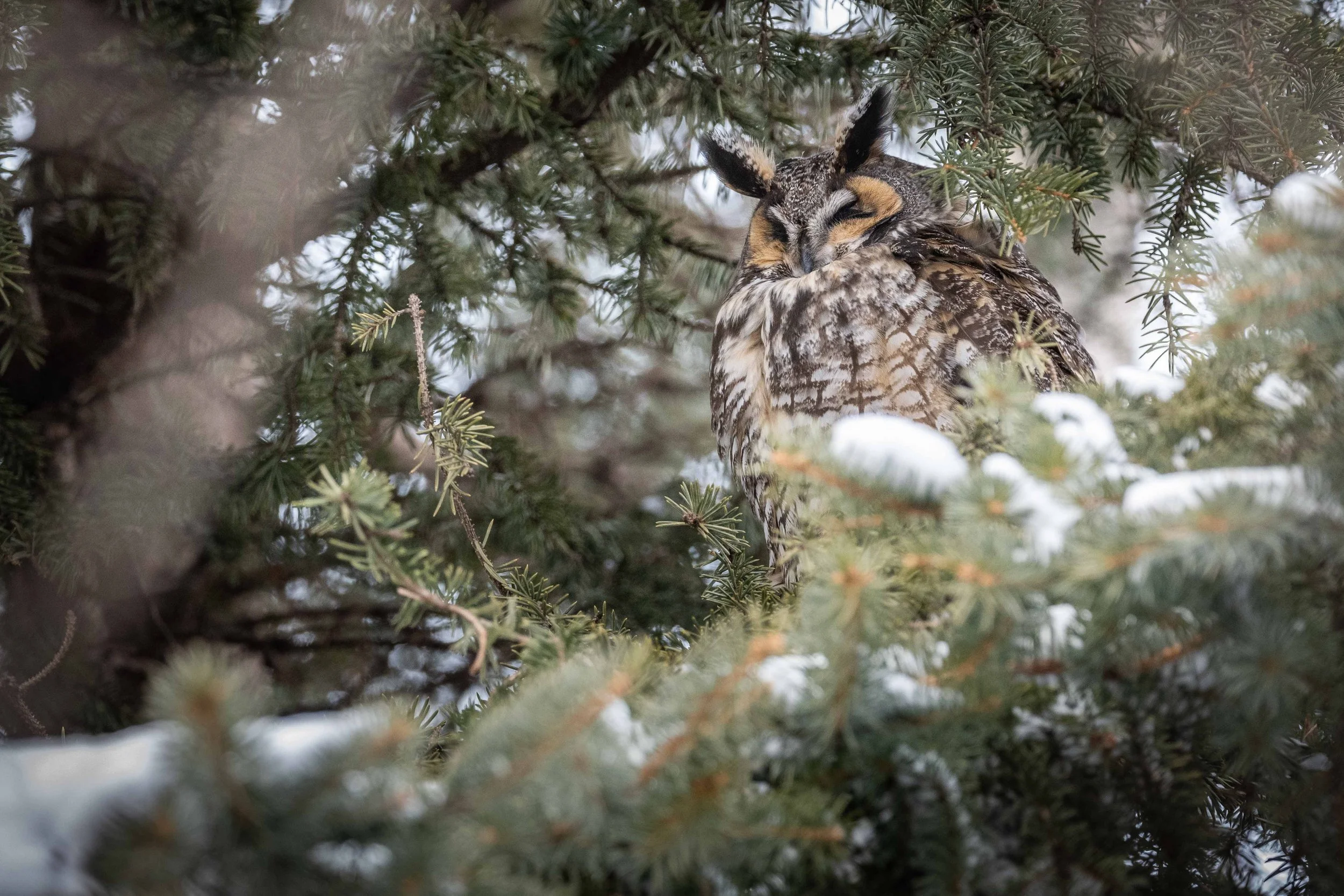 Hibou moyen-duc hiver long-heared owl