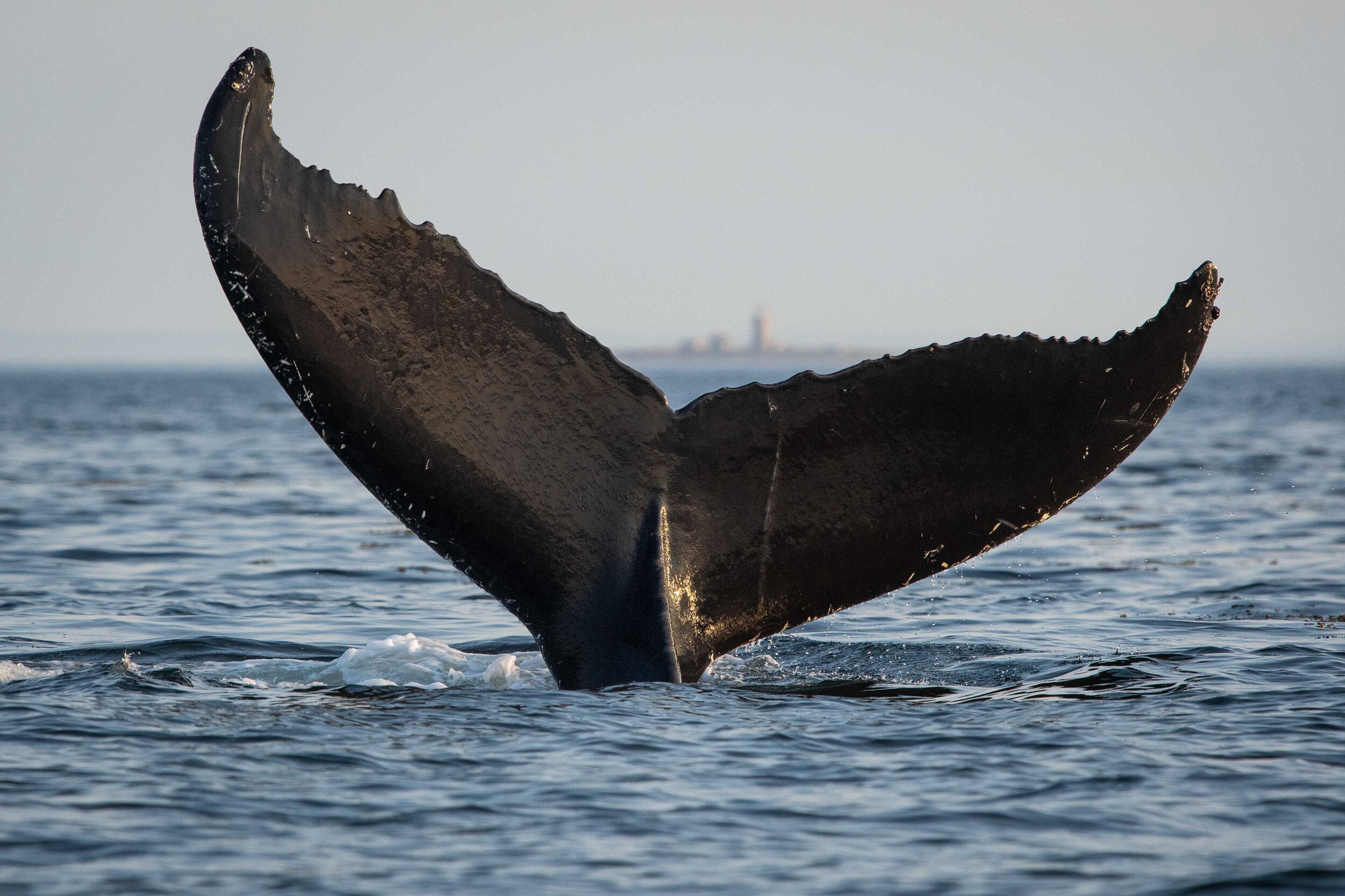 saut de baleine à bosse tadoussac saint-laurent breach humpback québec canada croisière queue