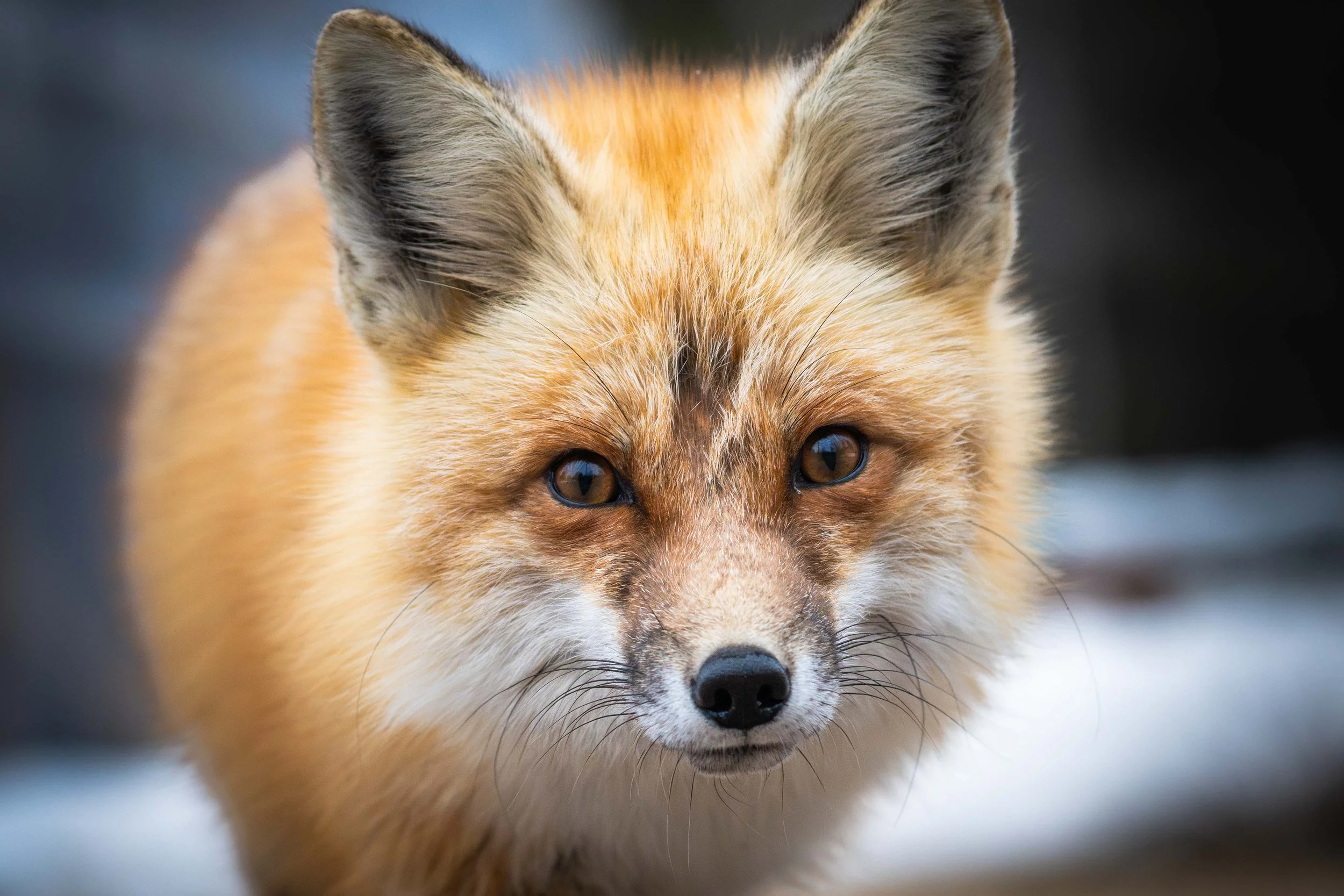 Portrait d'un renard roux de près sur la Cote-Nord du Québec