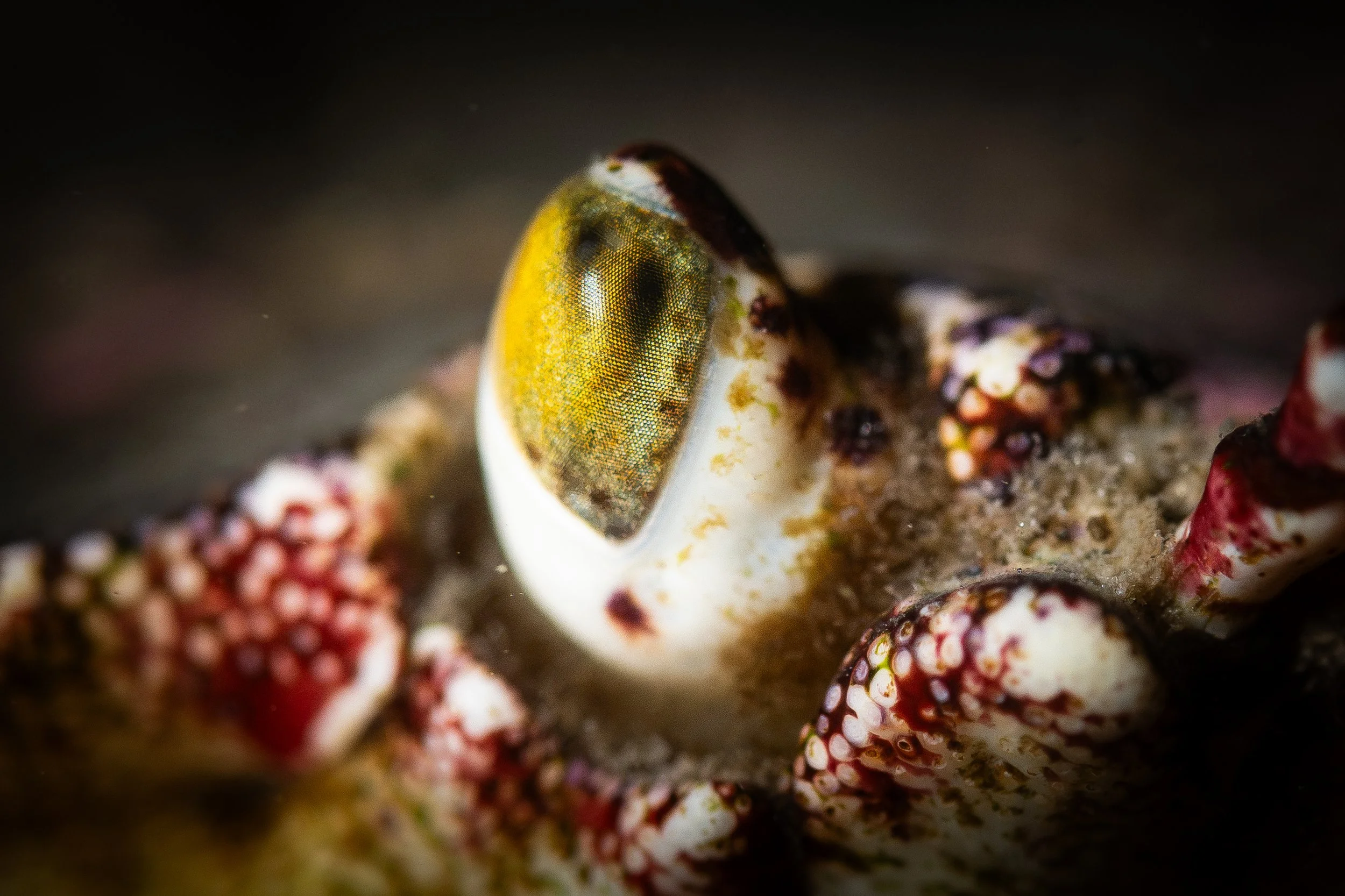 crabe commun tourteau saint-laurent sous-marin