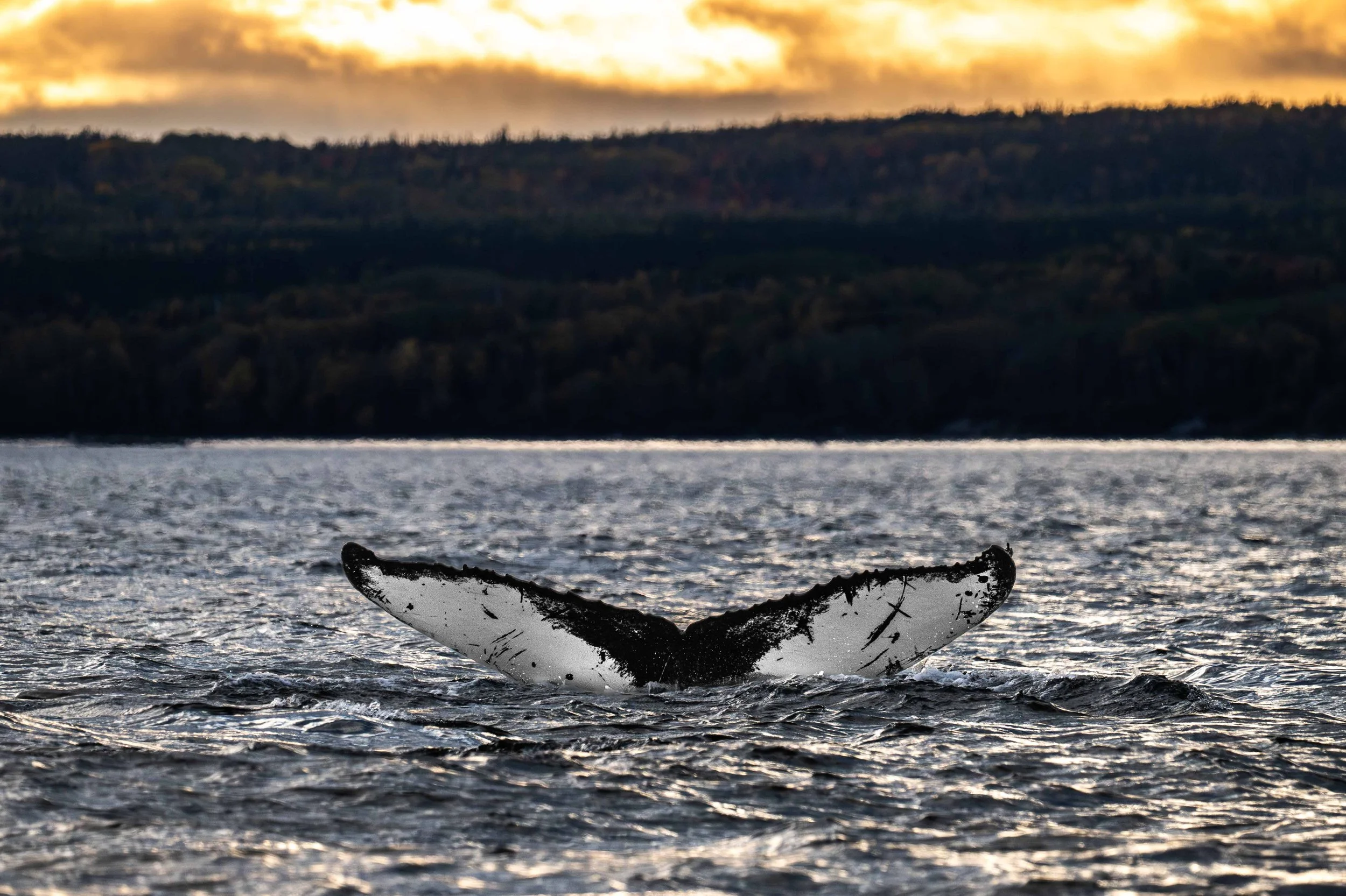 la baleine à bosse katana montre la queue au soleil couchant dans le fleuve saint-laurent