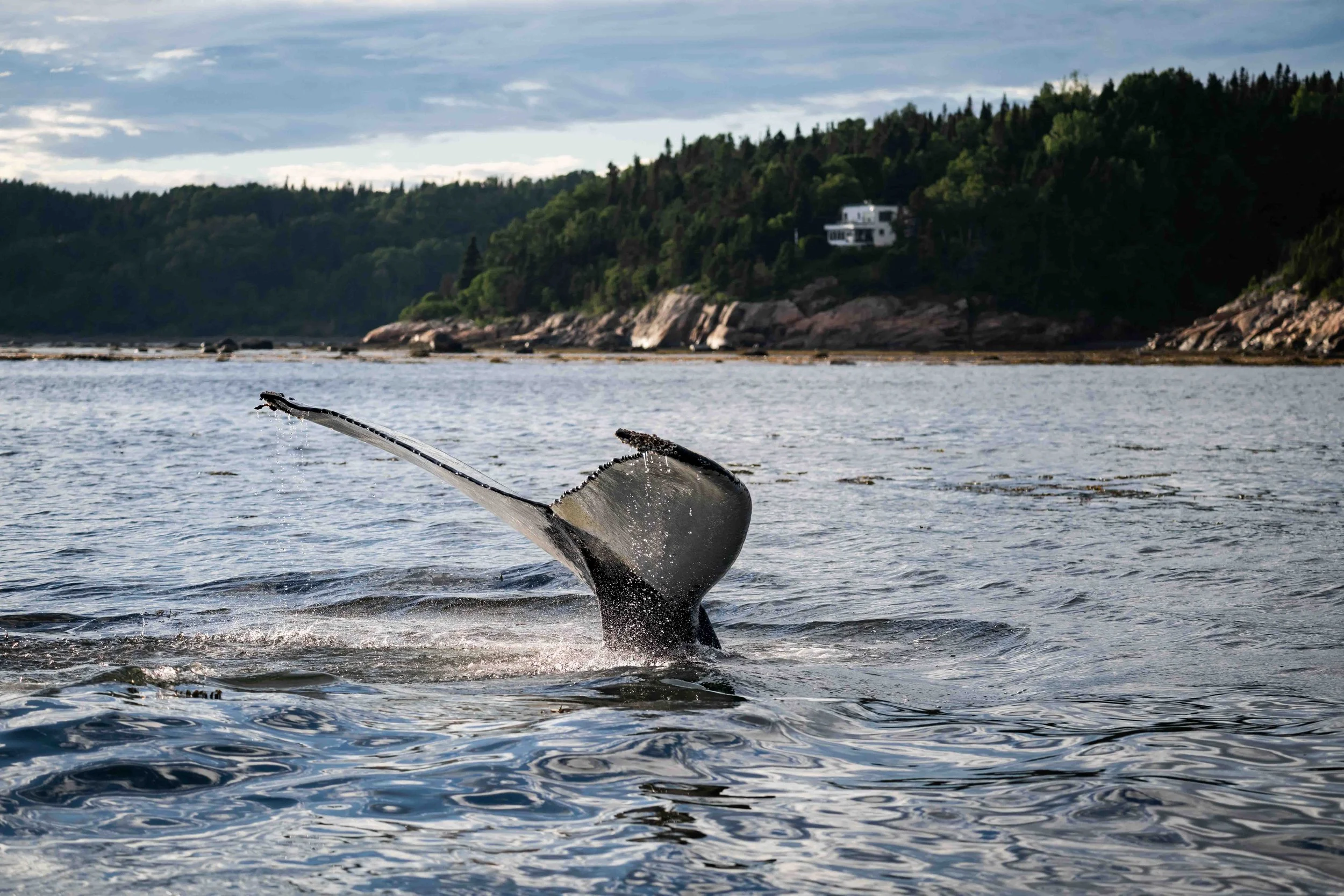 baleine à bosse rorqual tadoussac escoumins québec éline