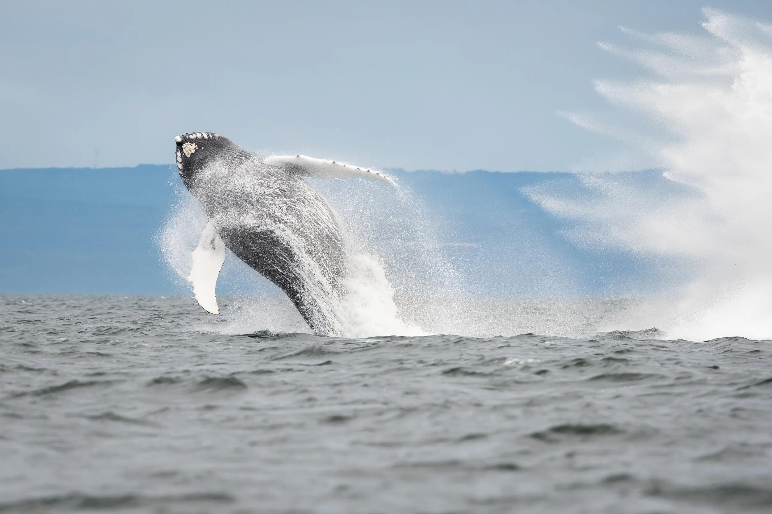 saut de baleine à bosse tadoussac saint-laurent breach humpback québec canada croisière 