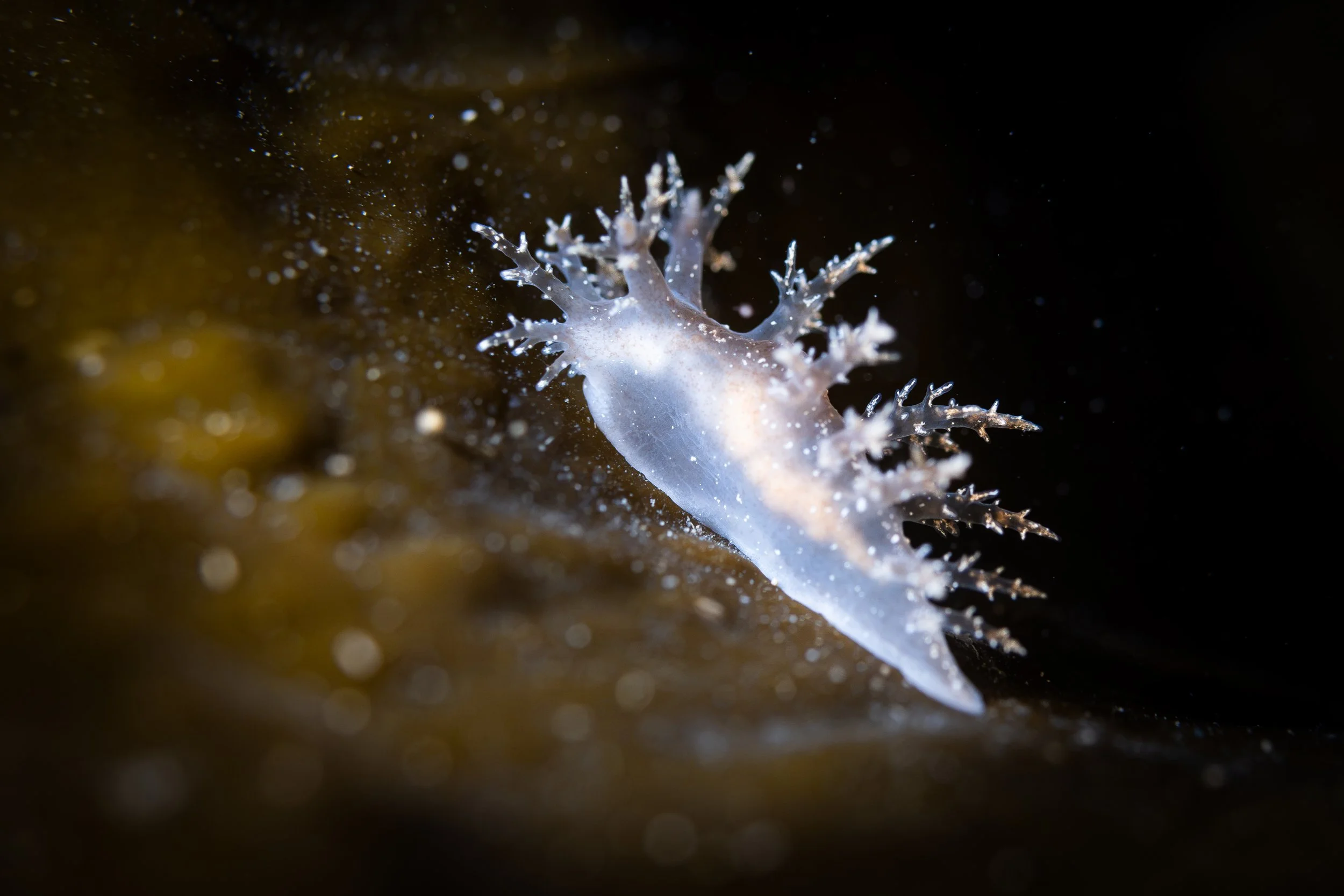 nudibranche hérissé saint-laurent sous-marin