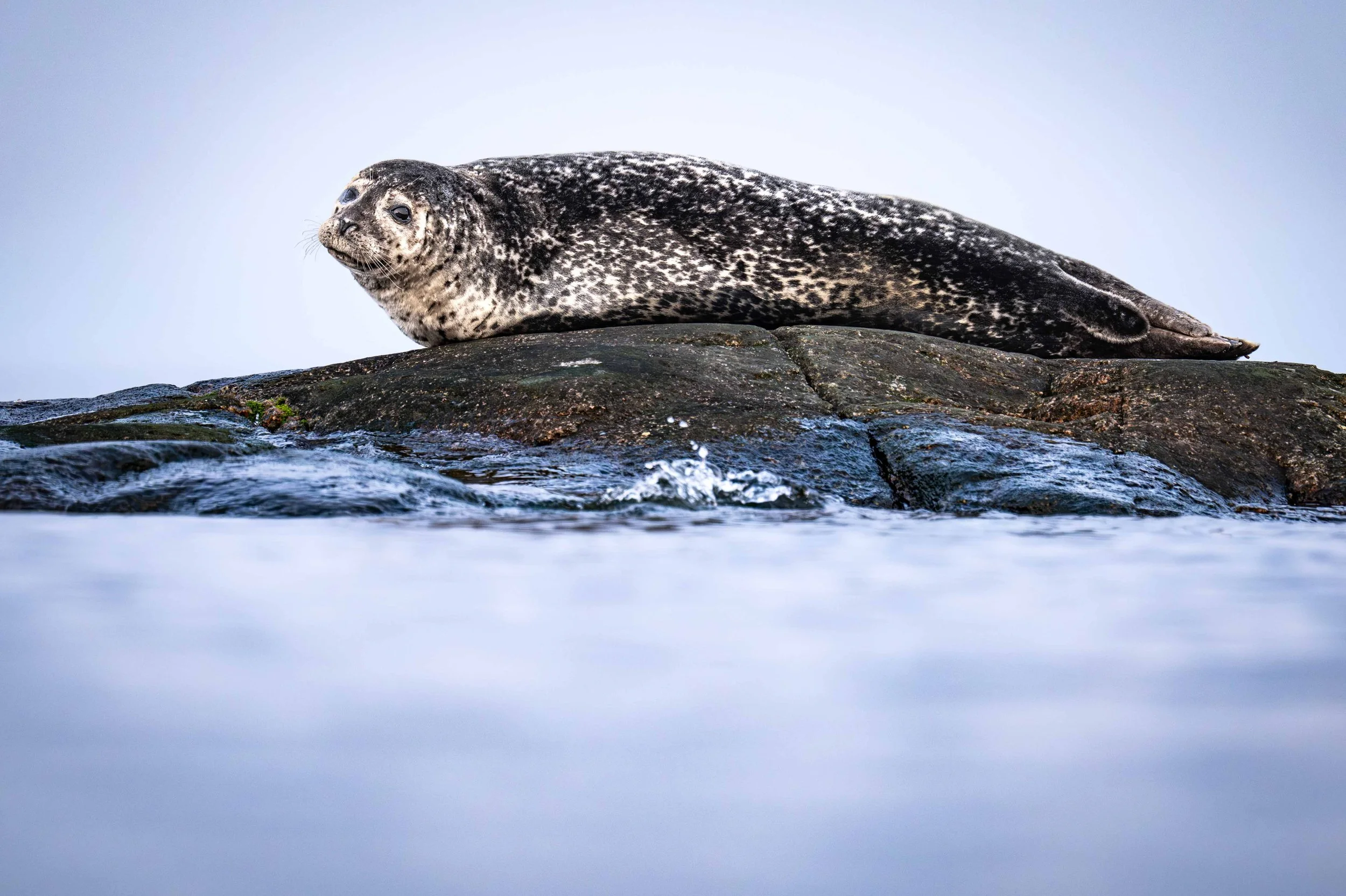 Phoque commun echoue sur les rochers sur la côte-nord du quebec