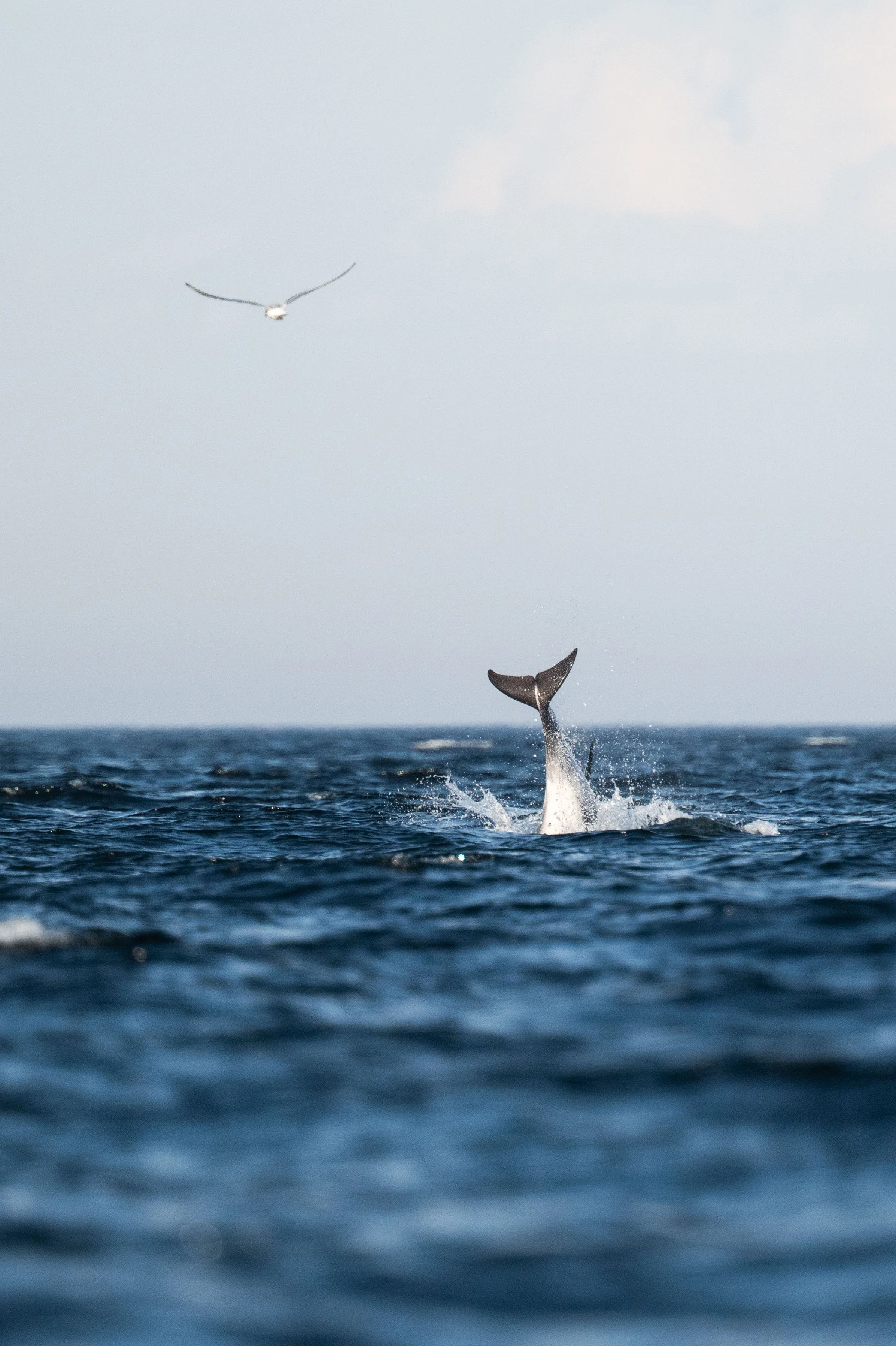 dauphin à nez blanc tadoussac queue