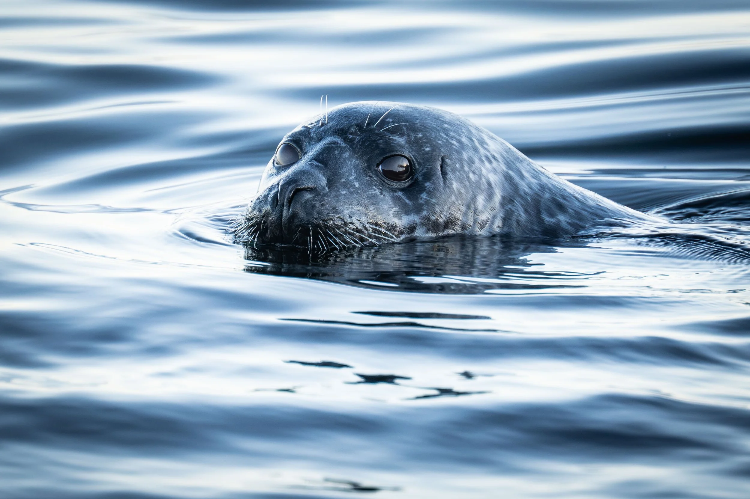 phoque commun dans l'eau estuaire du Saint-Laurent