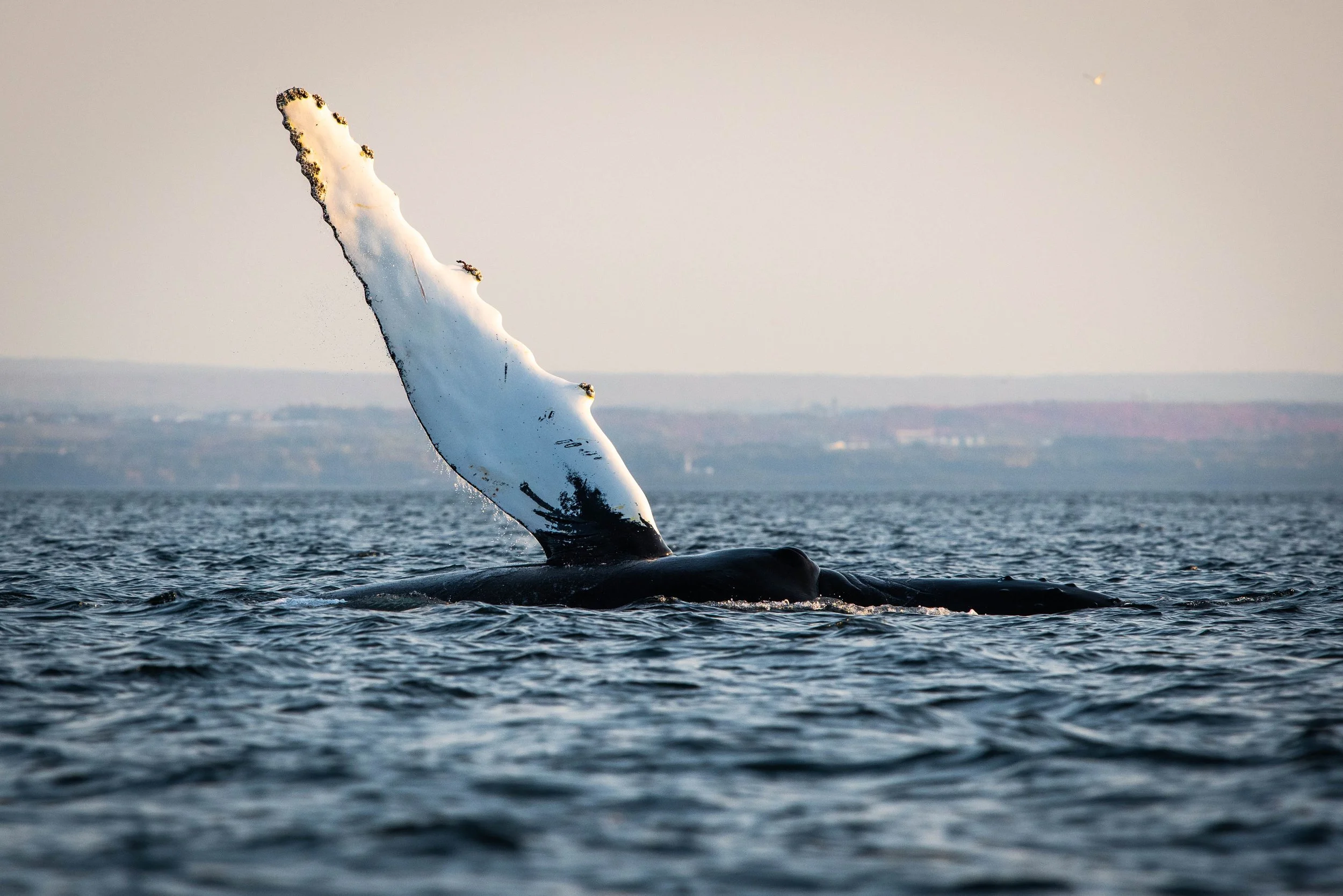 baleine à bosse tadoussac pectorale nageoire