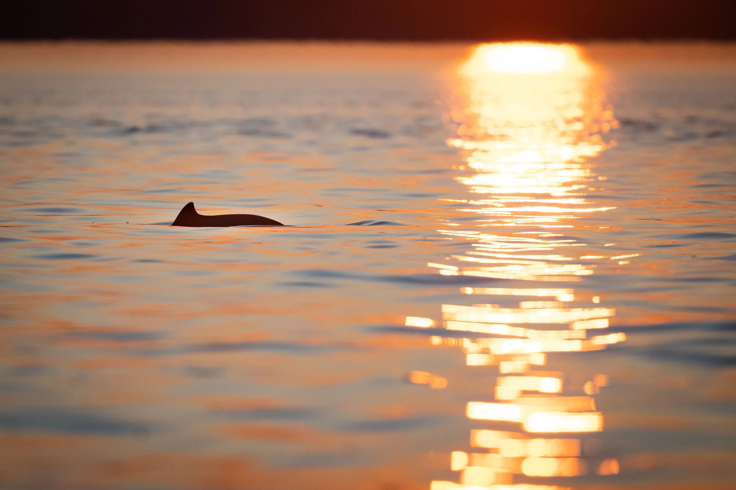 baleine tadoussac marsouin commun