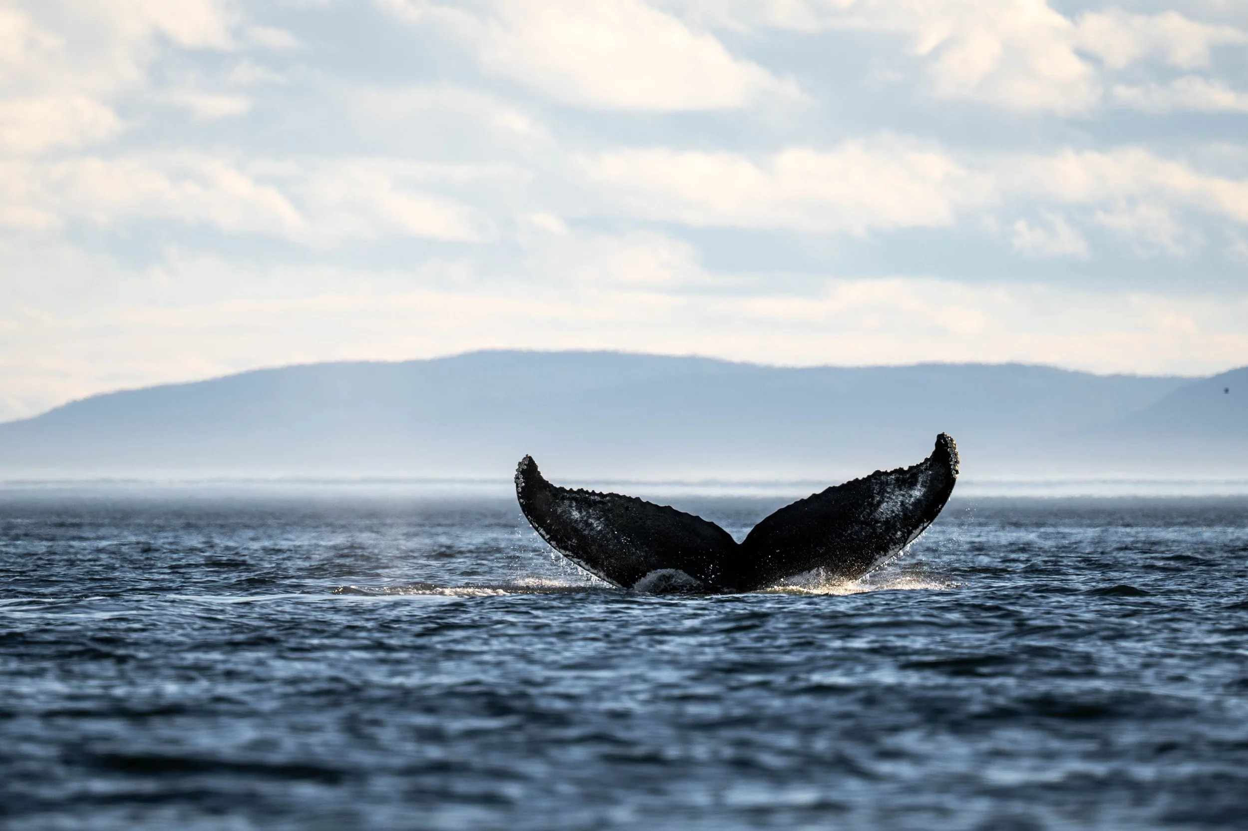 La baleine a bosse yvon montre la queue dans le saint-laurent au quebec