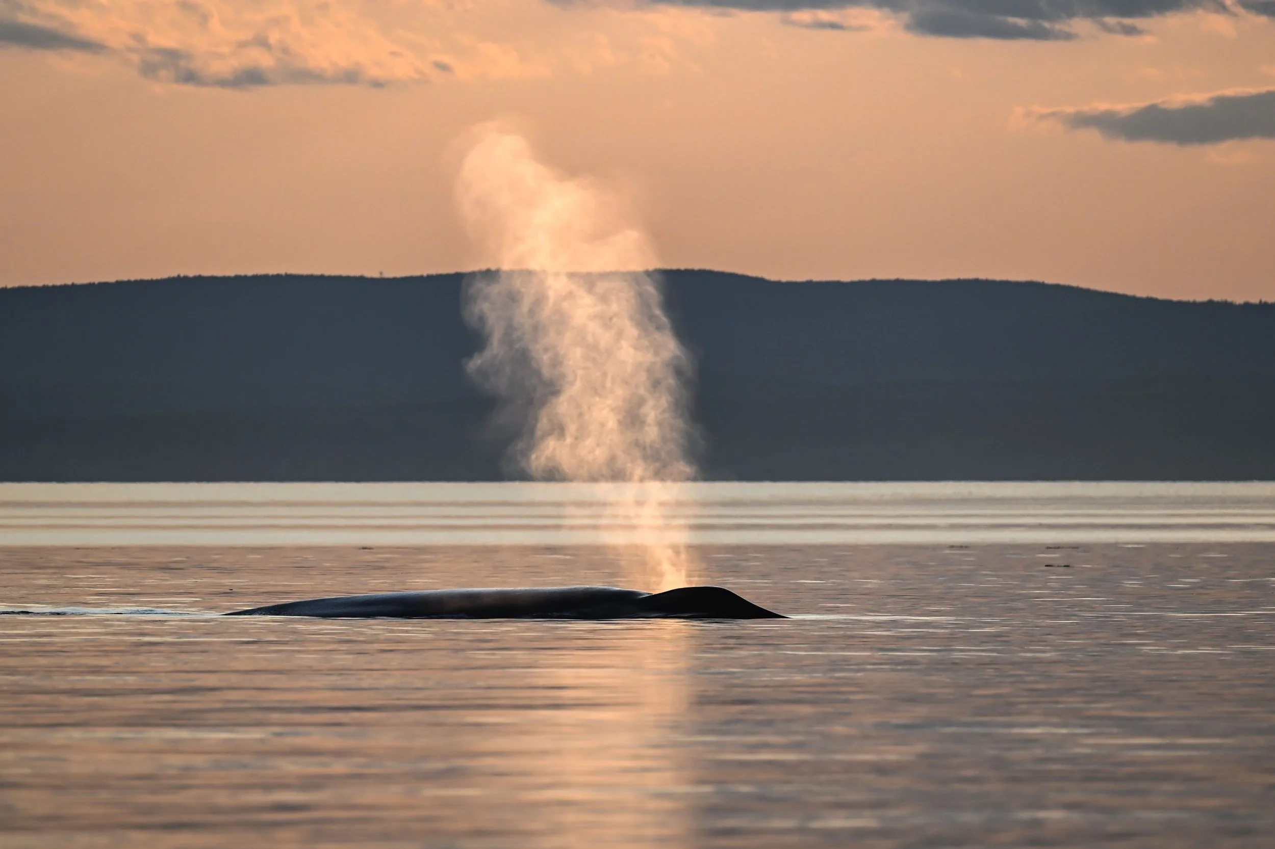 rorqual bleu baleine bleue tadoussac fleuve saint-laurent escoumins bergeronnes