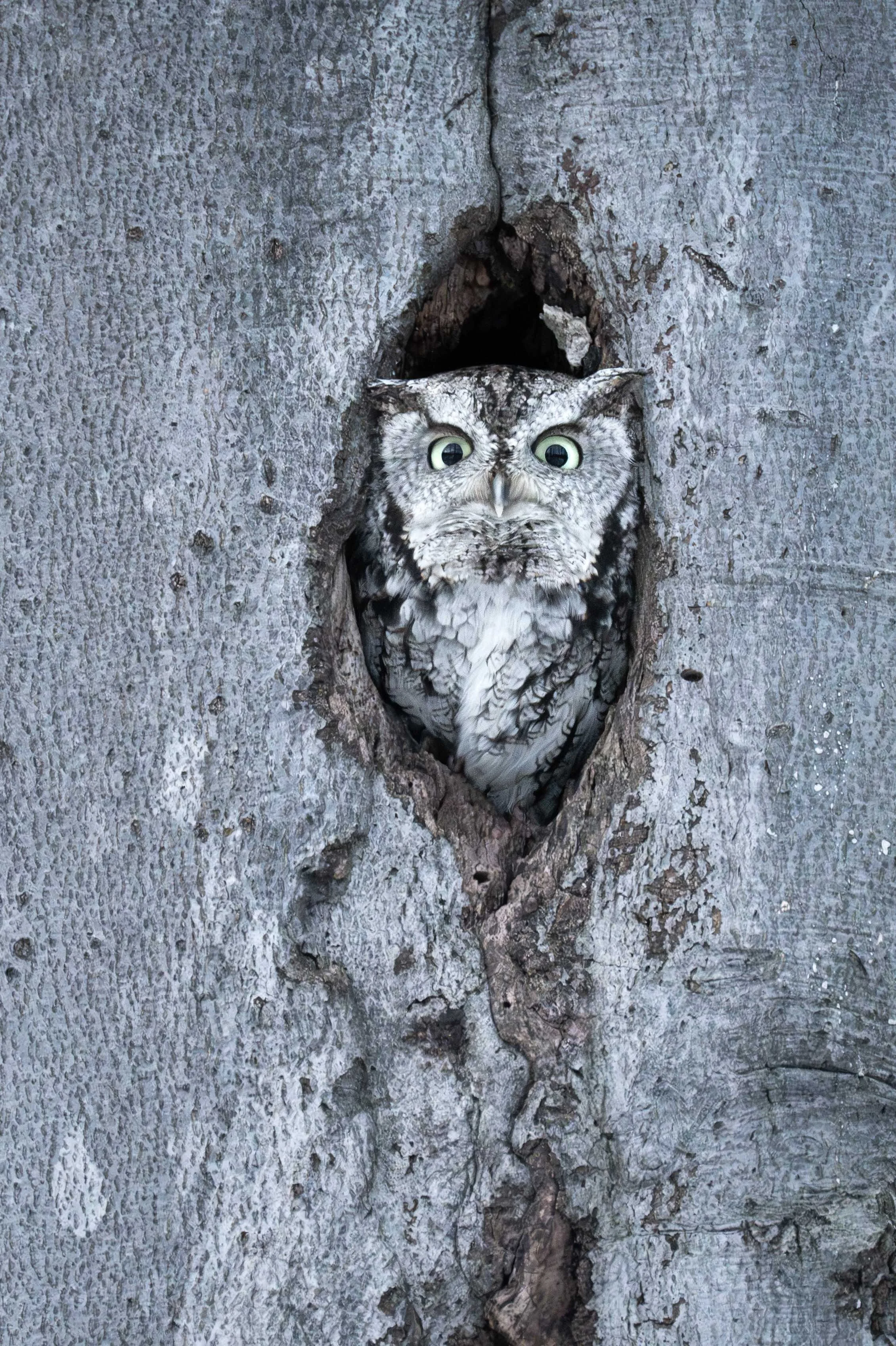 petit-duc maculé northern screech-owl