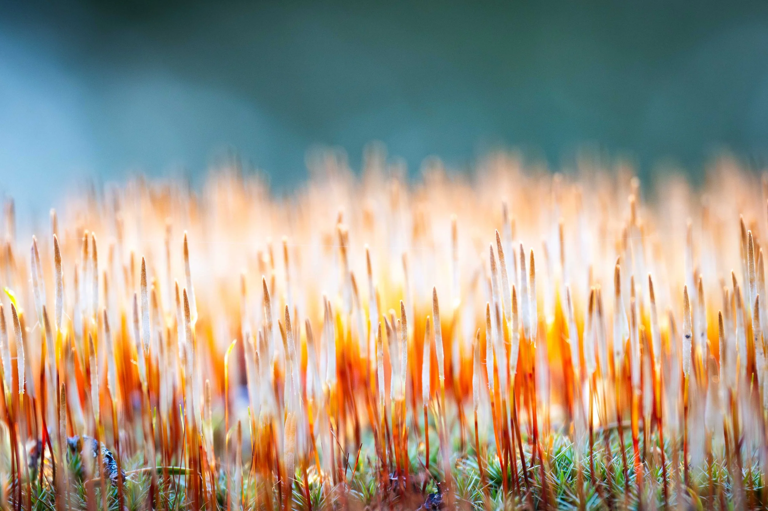 _DSC1015-Avec accentuation-Bruit.jpg