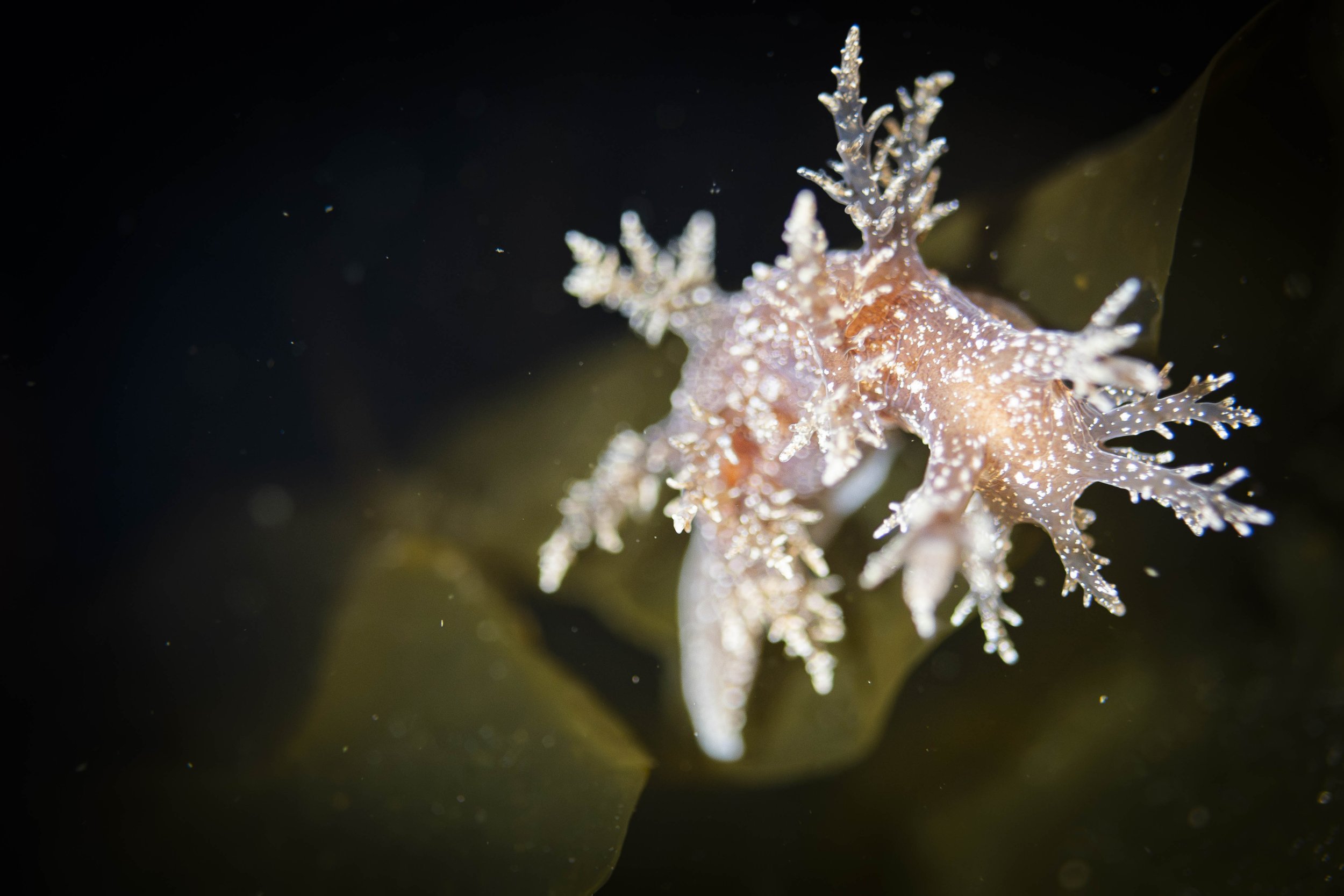 nudibranche hérissé fleuve saint-laurent bergeronnes plongée