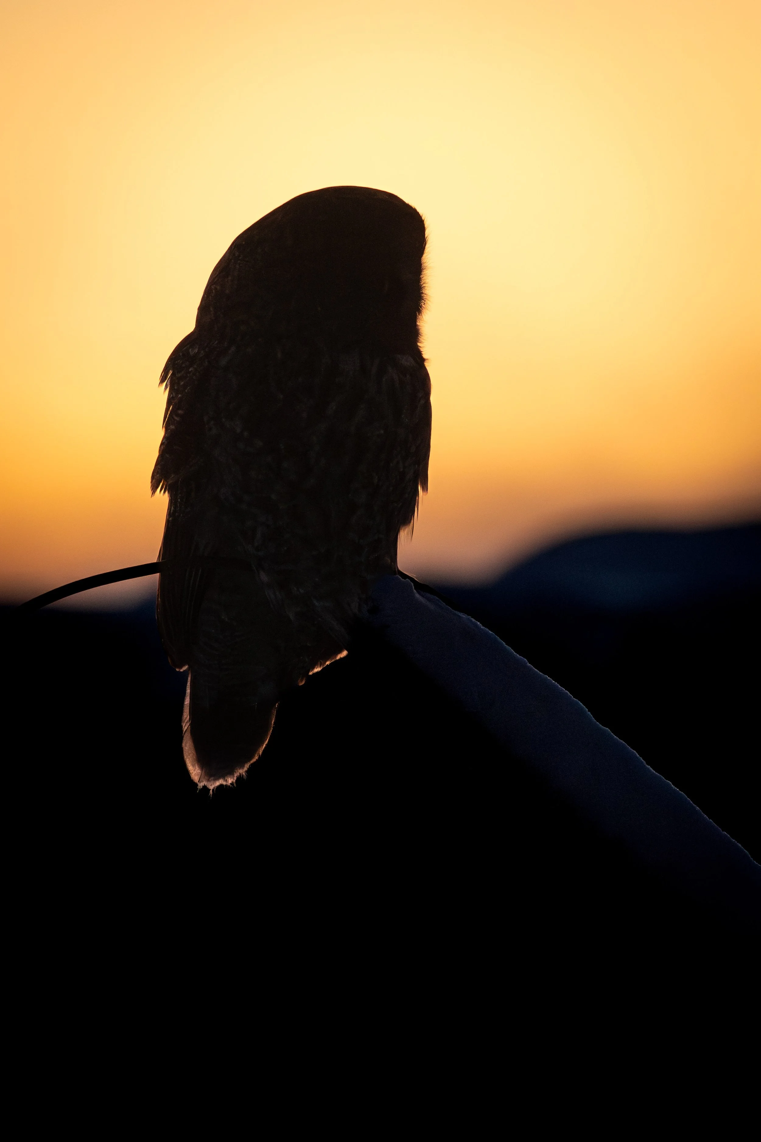 silhouette de chouette lapone a contre jour à tadoussac sur la cote-nord du quebec l'hiver