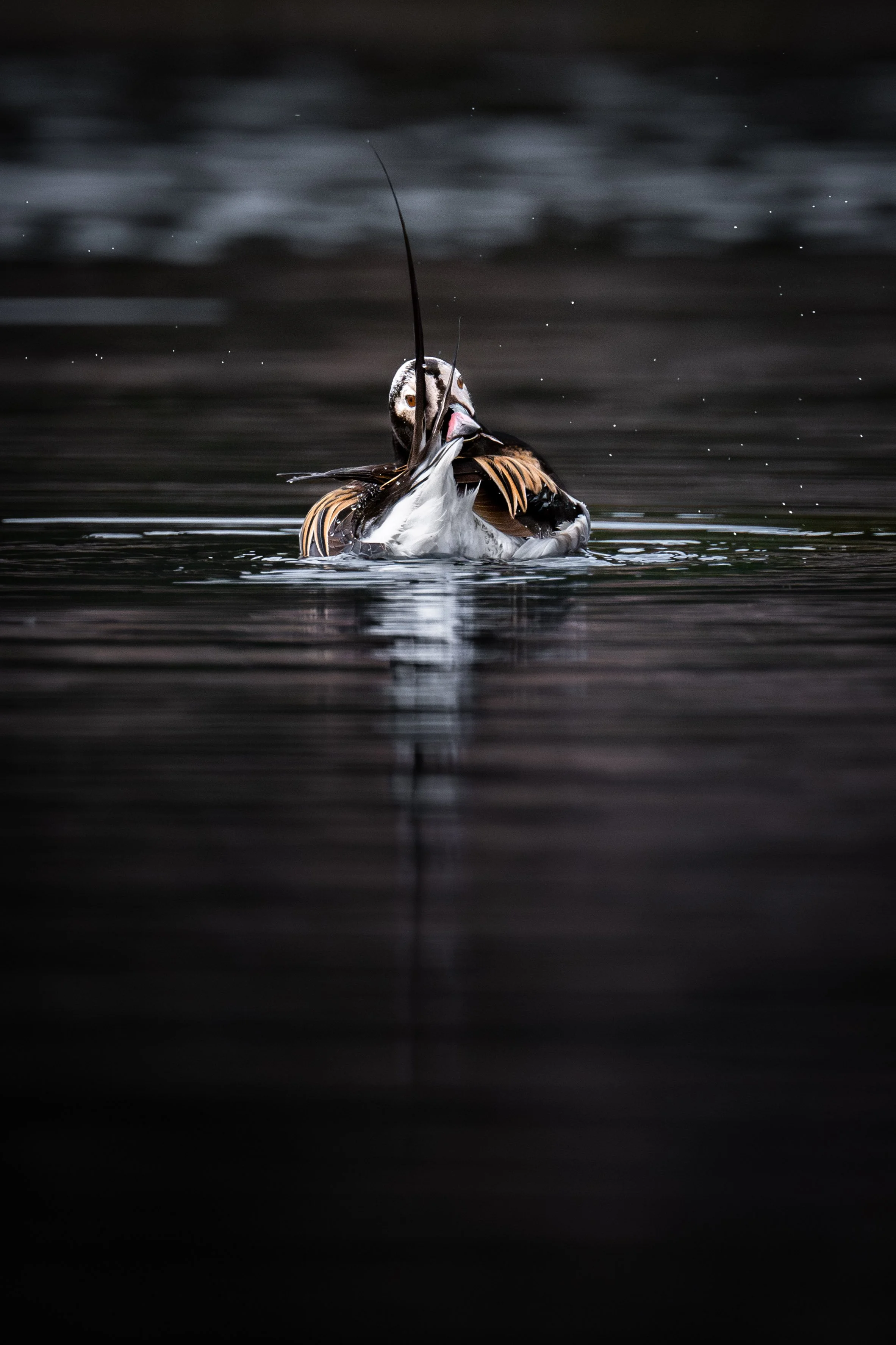 _DSC1261-Avec accentuation-Bruit.jpg