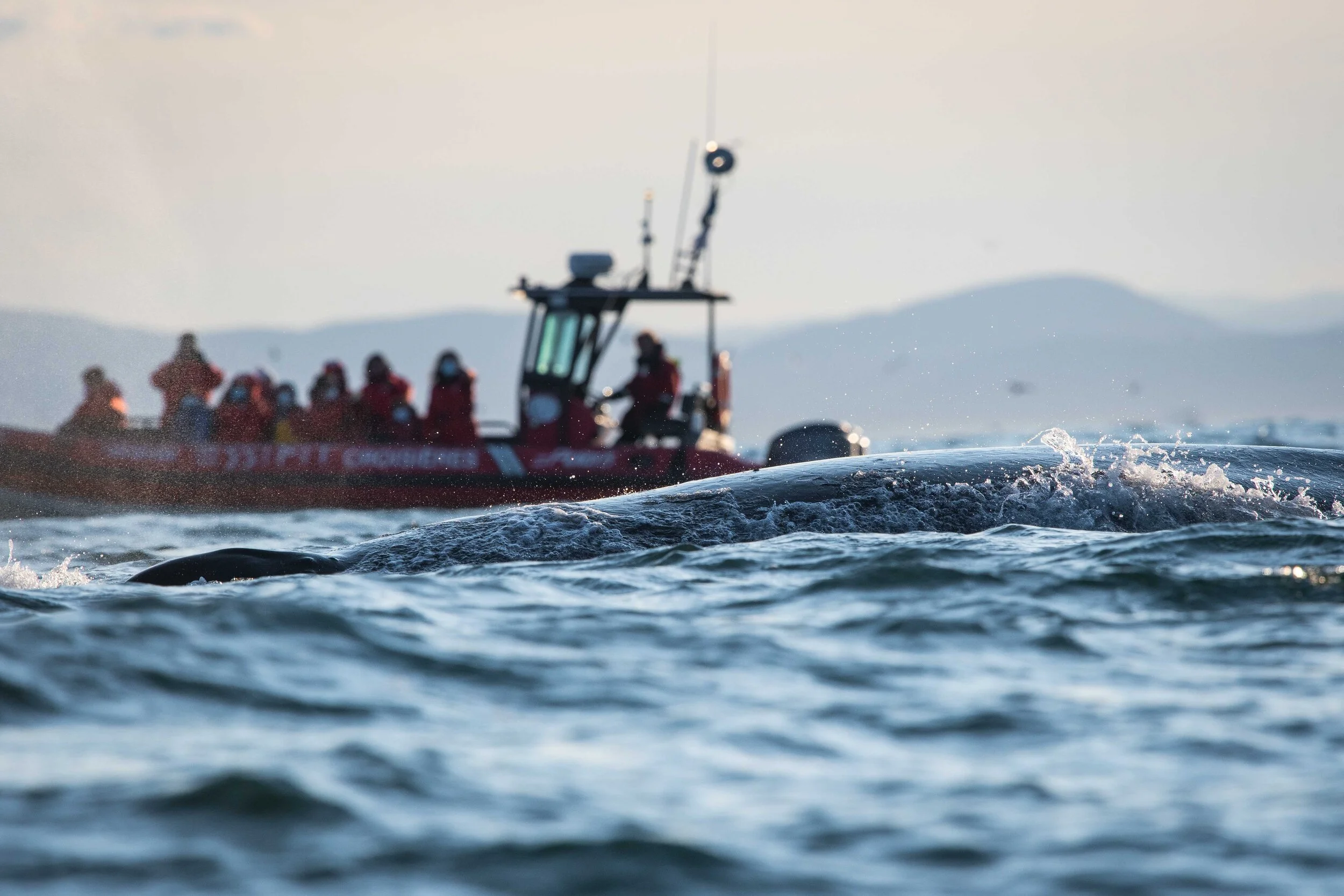 saut de baleine à bosse tadoussac saint-laurent breach humpback québec canada croisière 