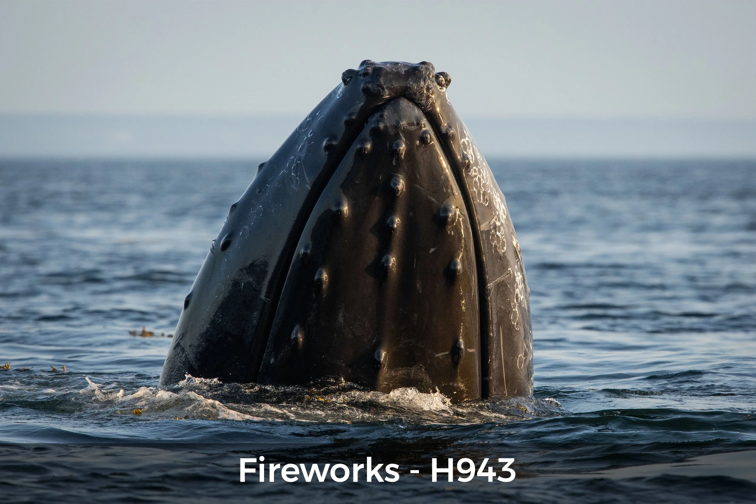 Fireworks_cataloguesite.jpg