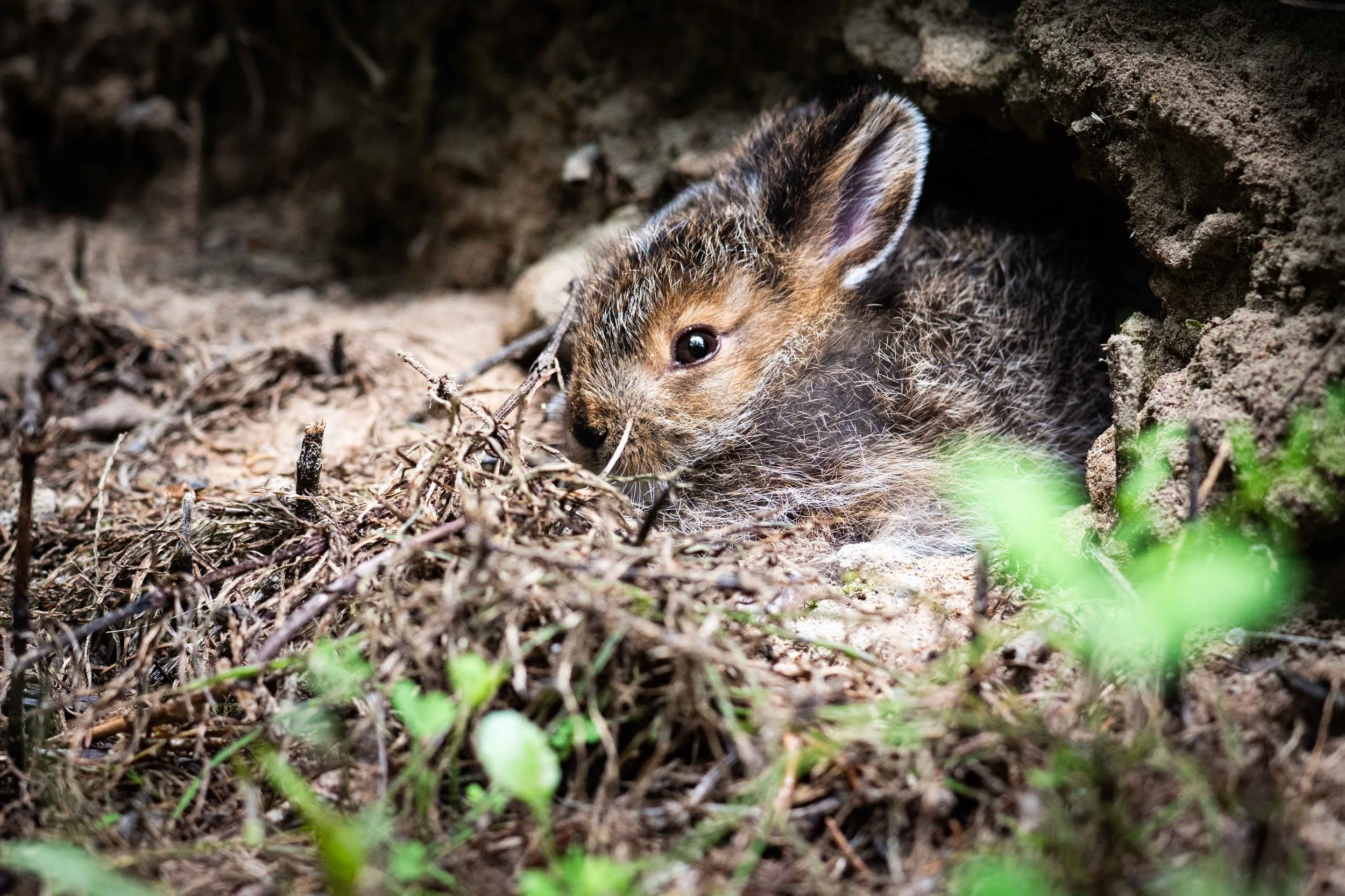 bebe lievre damerique sur la cote-nord
