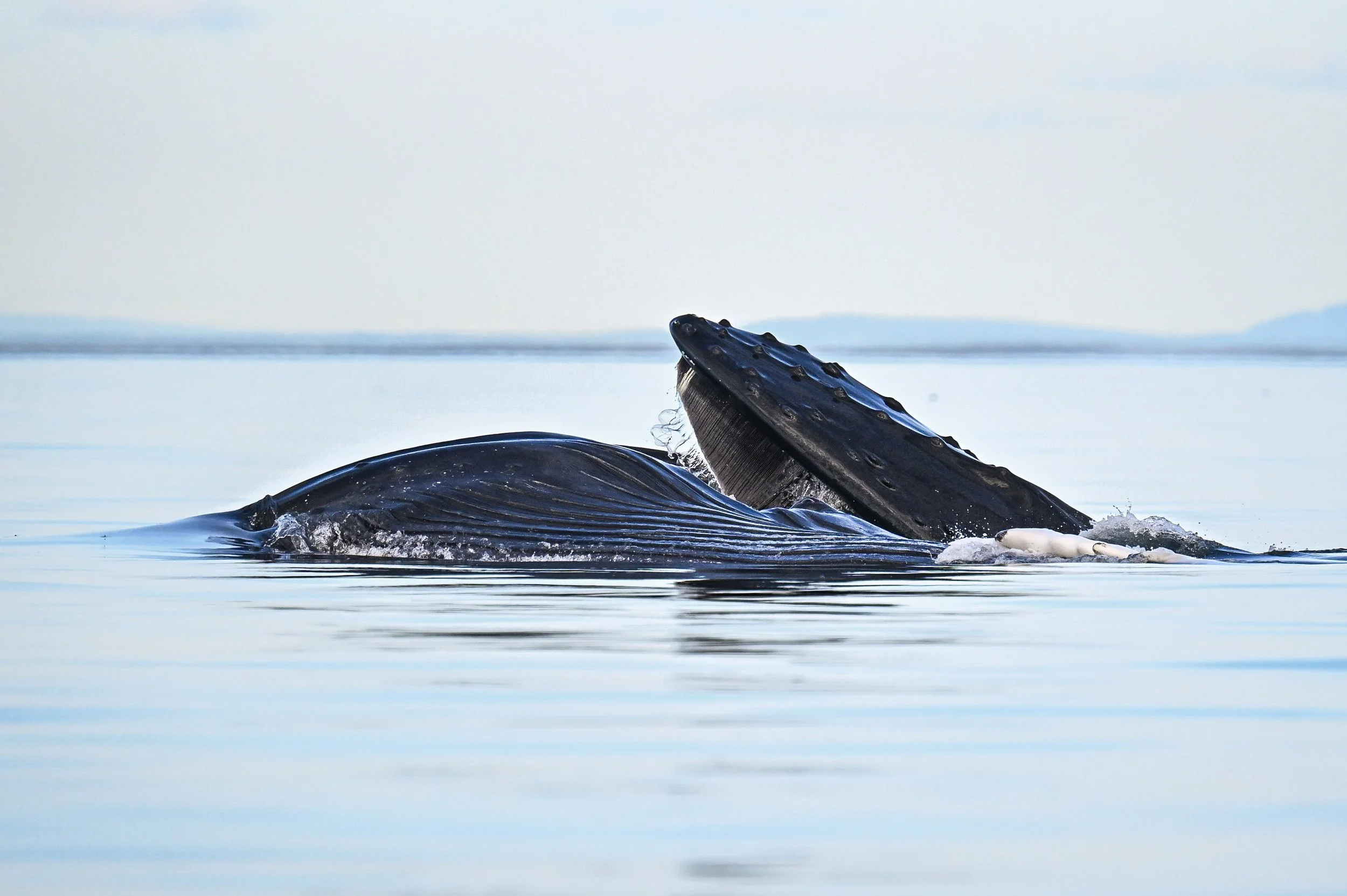 baleine à bosse rorqual tadoussac escoumins québec gaspar
