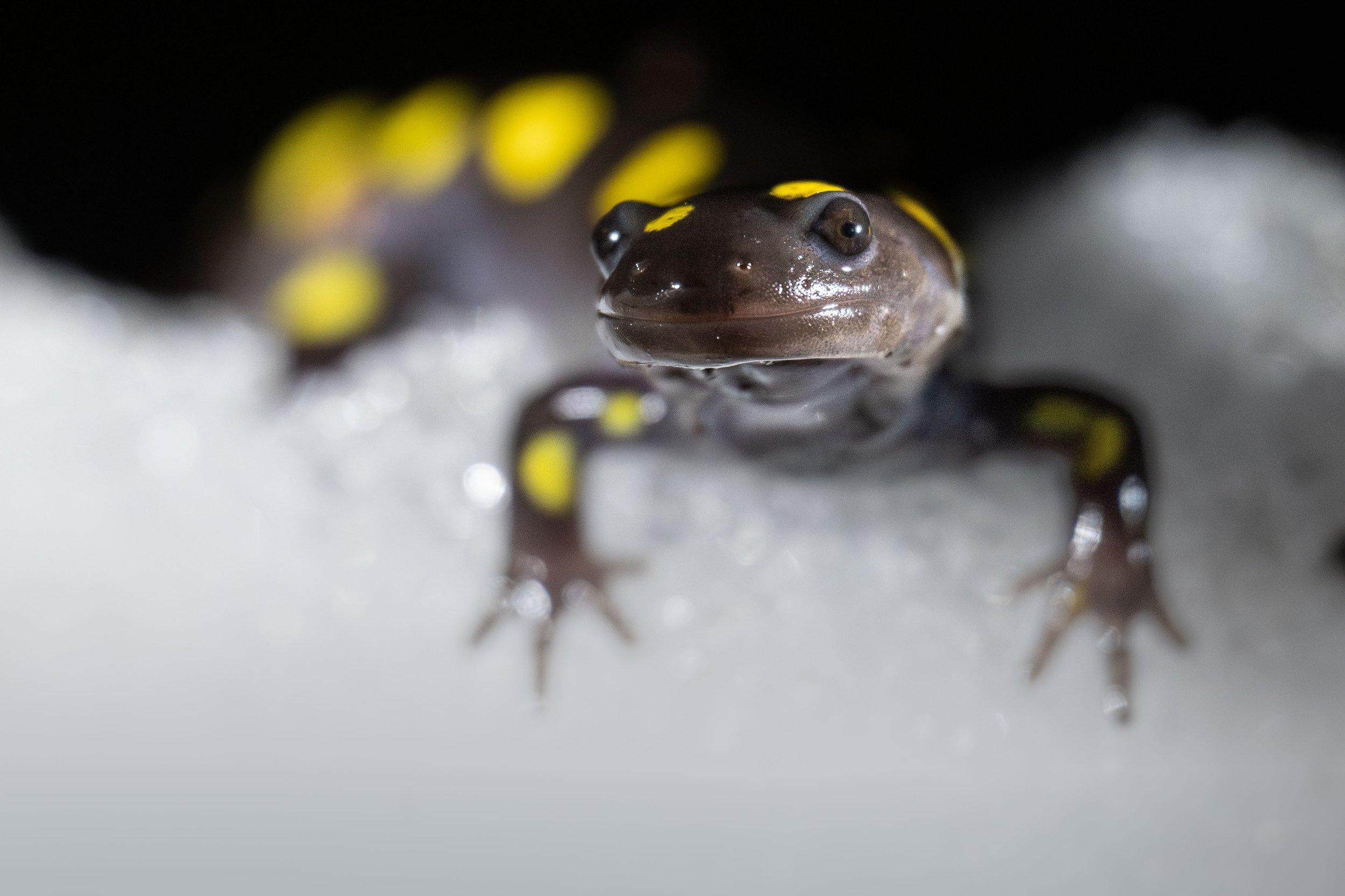 Salamandre maculée la nuit dans la neige au Québec