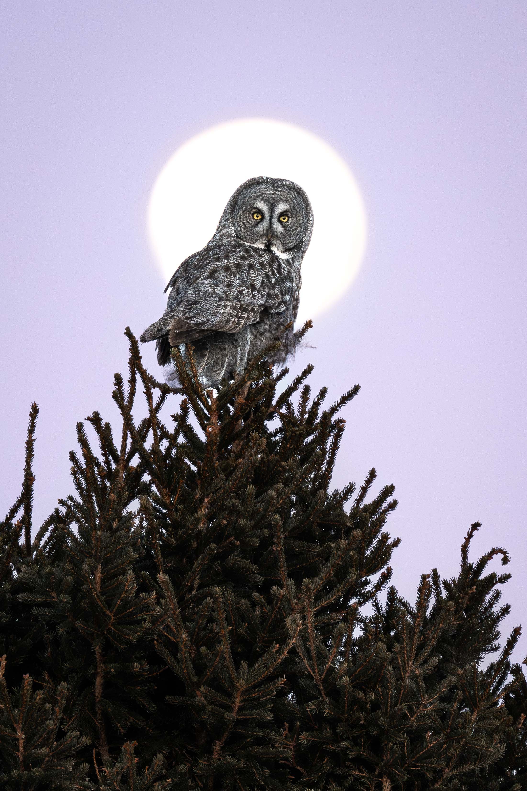 La Chouette et la Lune