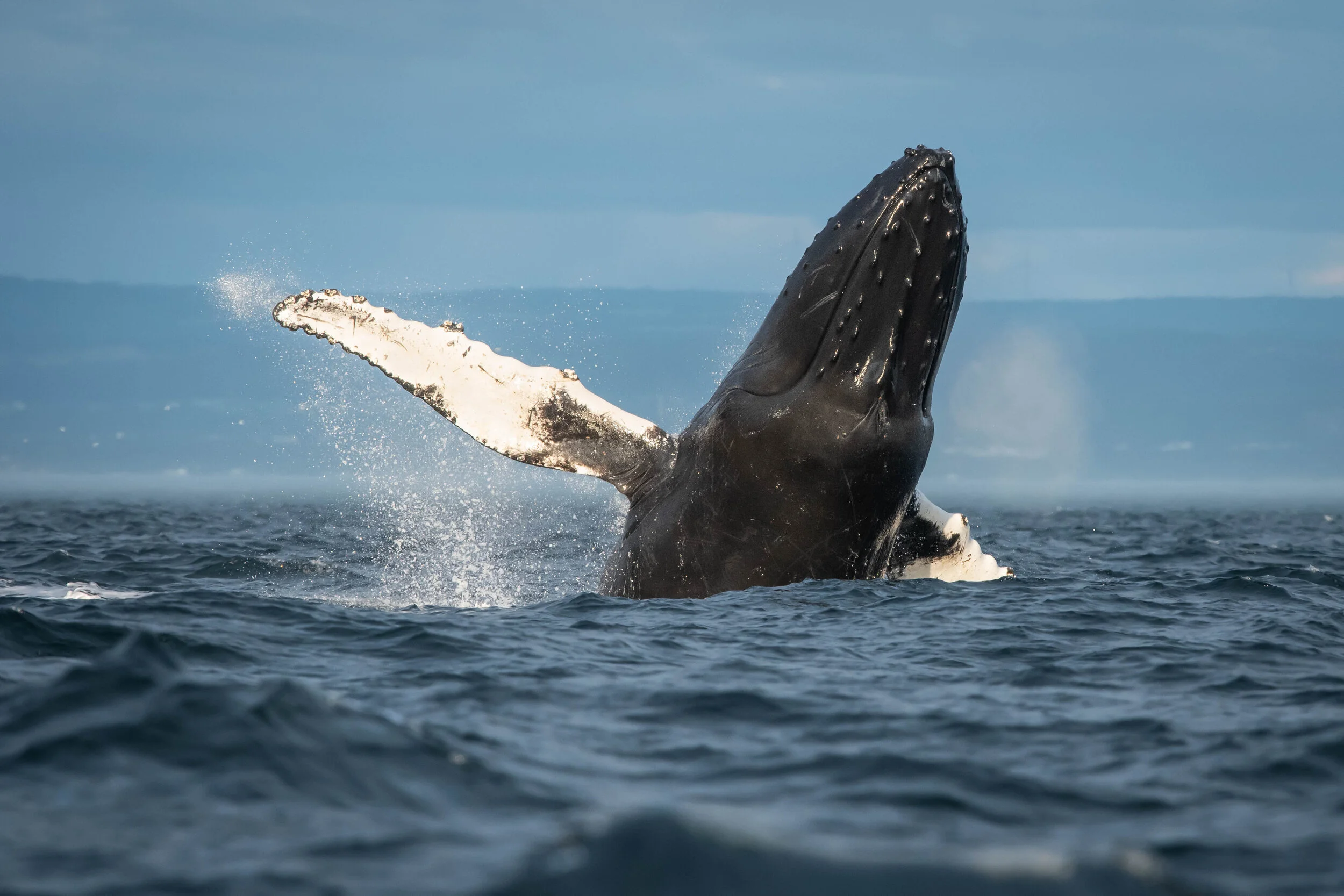 saut de baleine à bosse tadoussac saint-laurent breach humpback québec canada croisière 