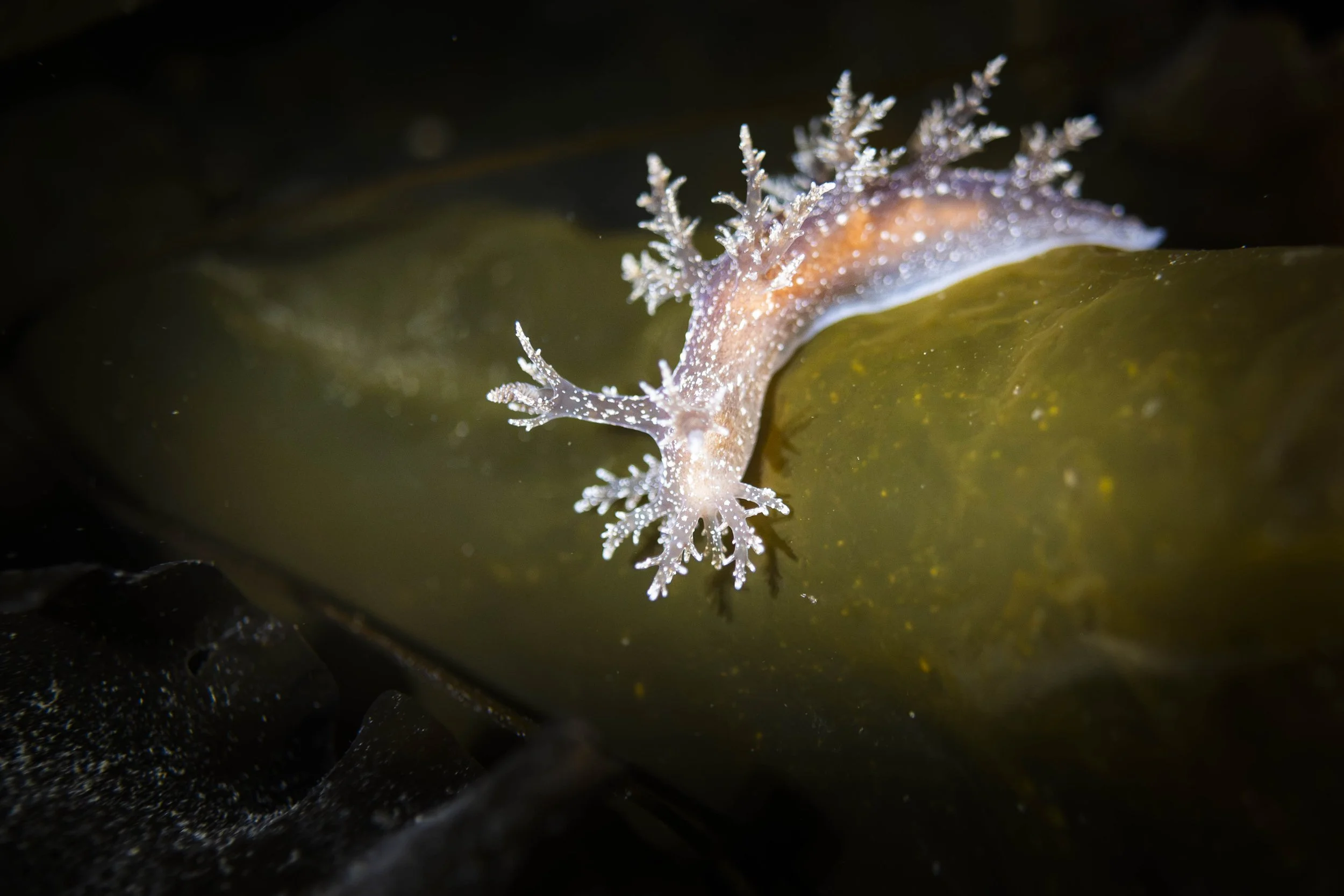 nudibranche hérissé fleuve saint-laurent bergeronnes plongée