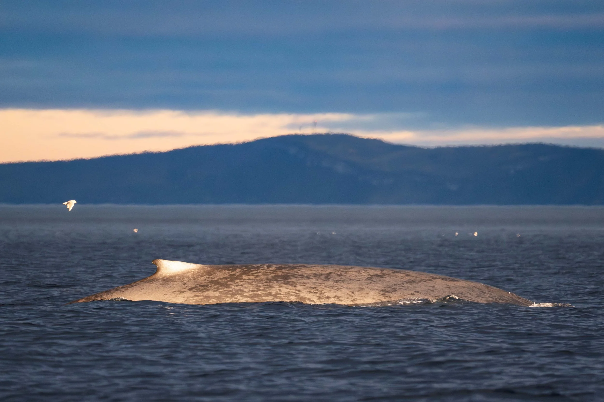 La baleine bleue devant le parc du bic dans le fleuve saint-laurent