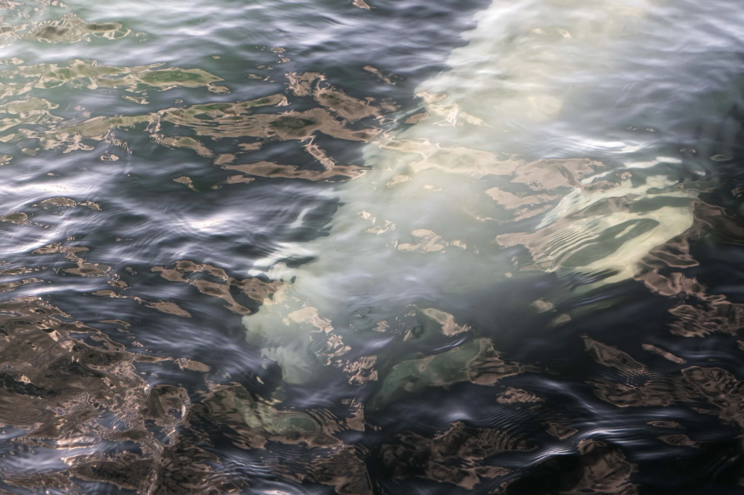 un beluga du saint-laurent curieux pres de bergeronnes sur la cote-nord