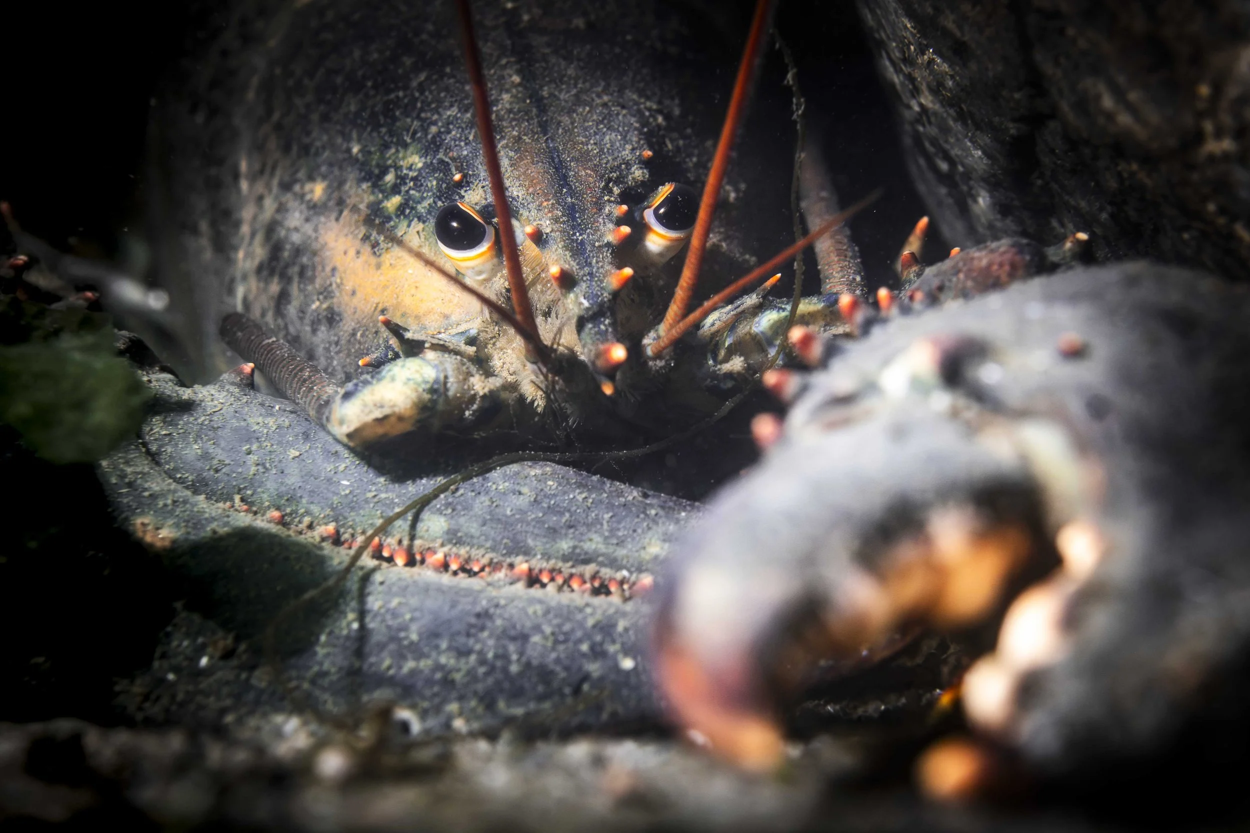 Homard d'amérique Fleuve Saint-Laurent plongée