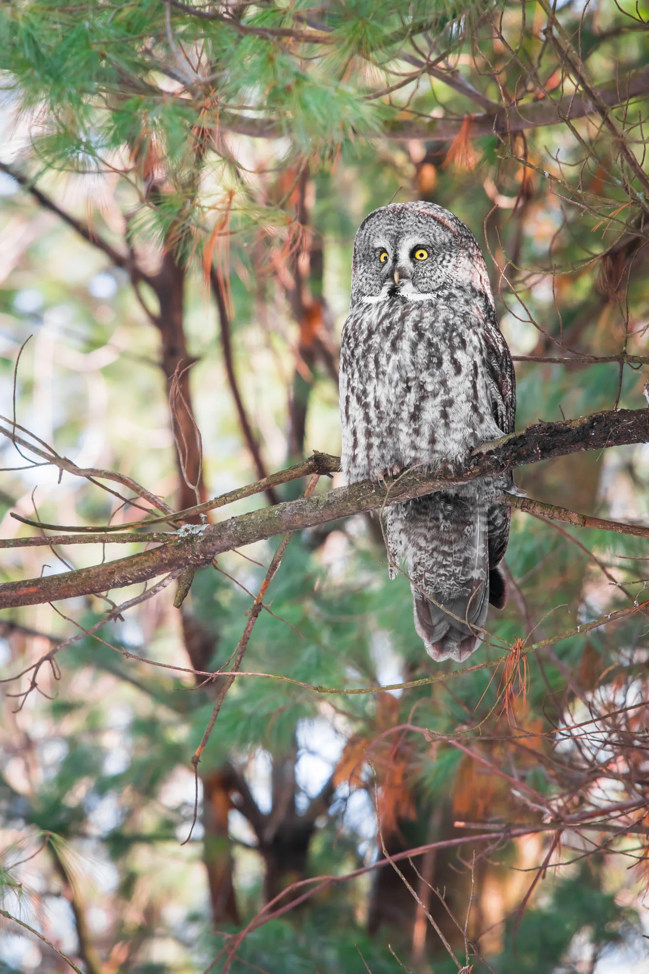 Chouette lapone Great Gray Owl Strix nebulosa