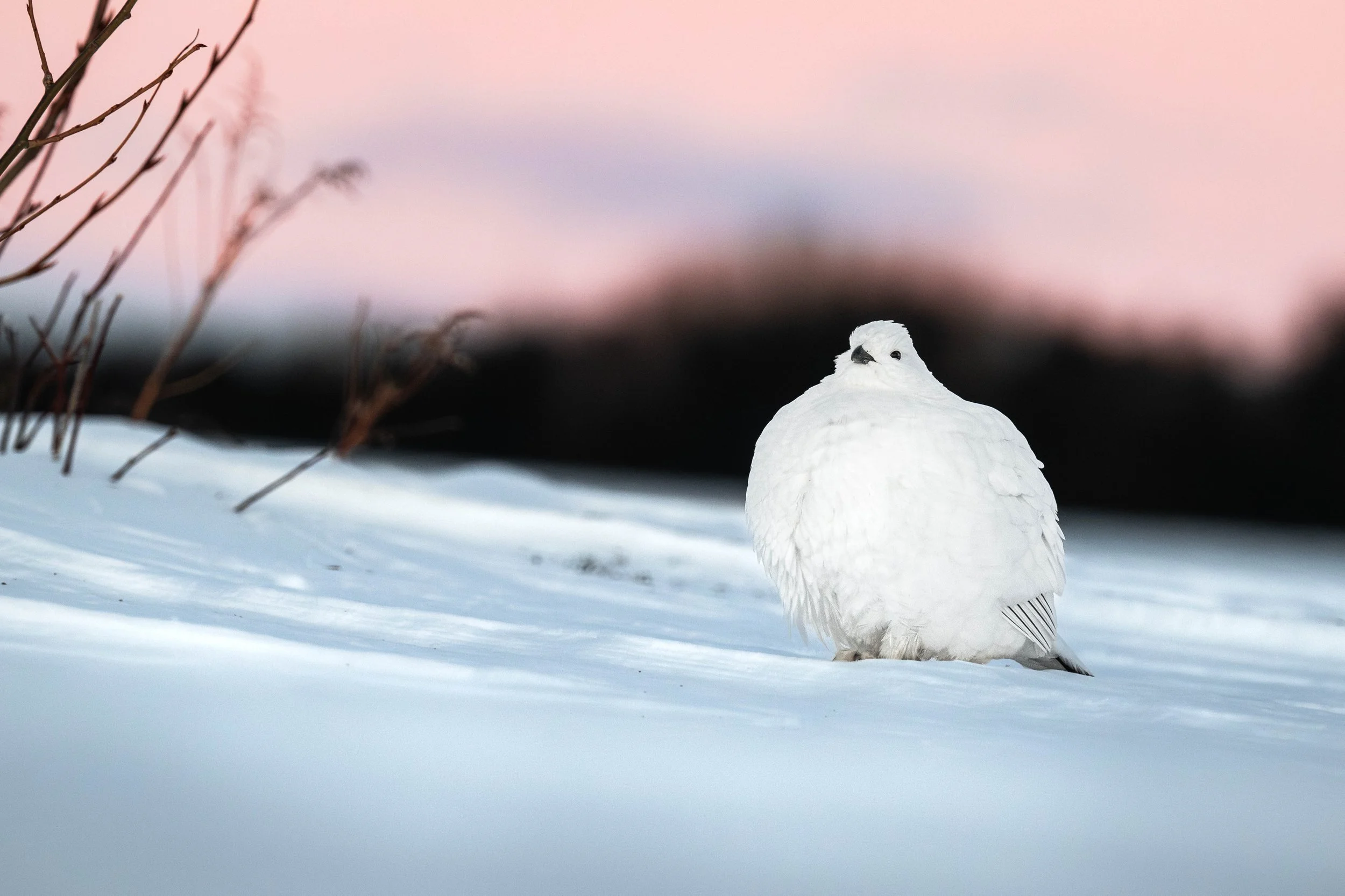 lagopède des saules dans la neige devant un coucher de soleil sur la côte-nord du Québec