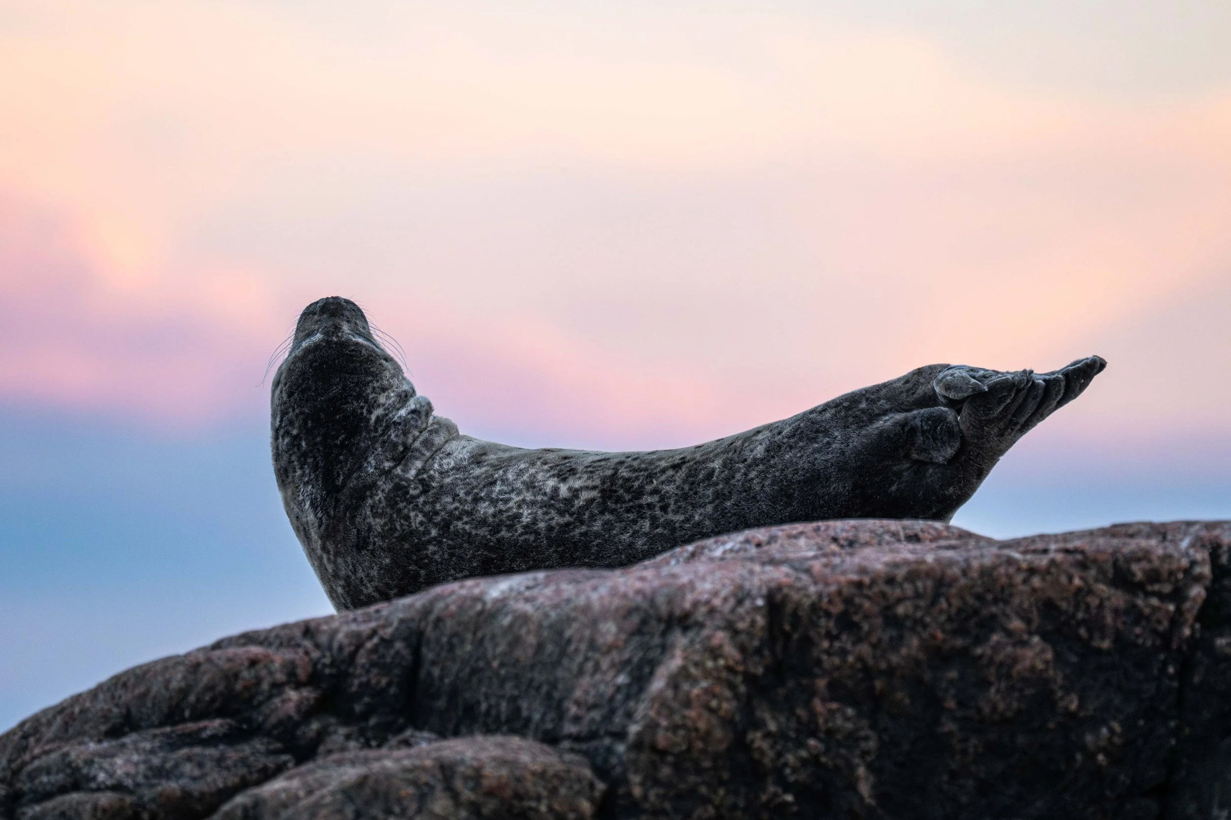 phoque commun québec saint-laurent escoumins tadoussac
