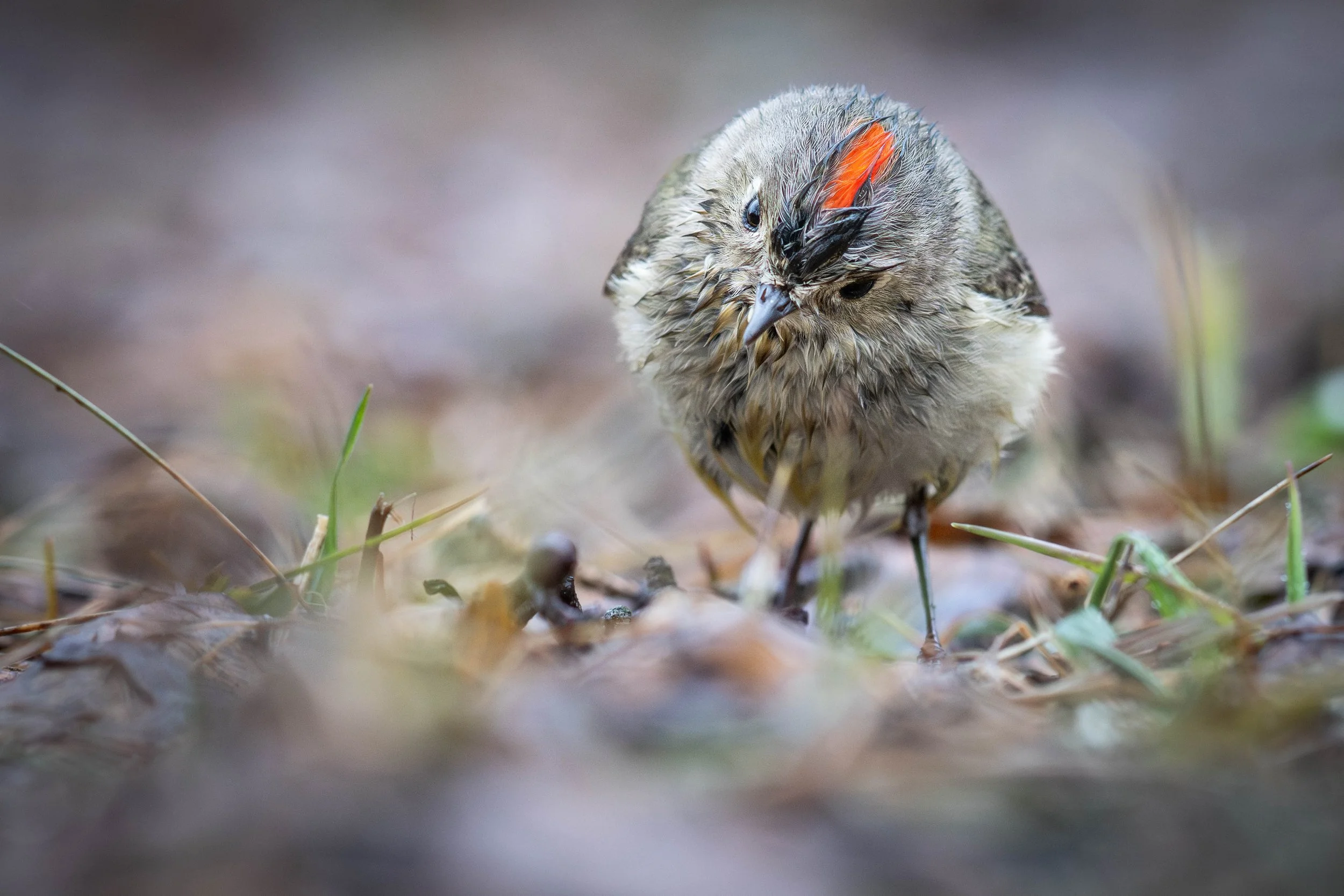 roitelet à couronne rubis mâle en chasse sous la pluie