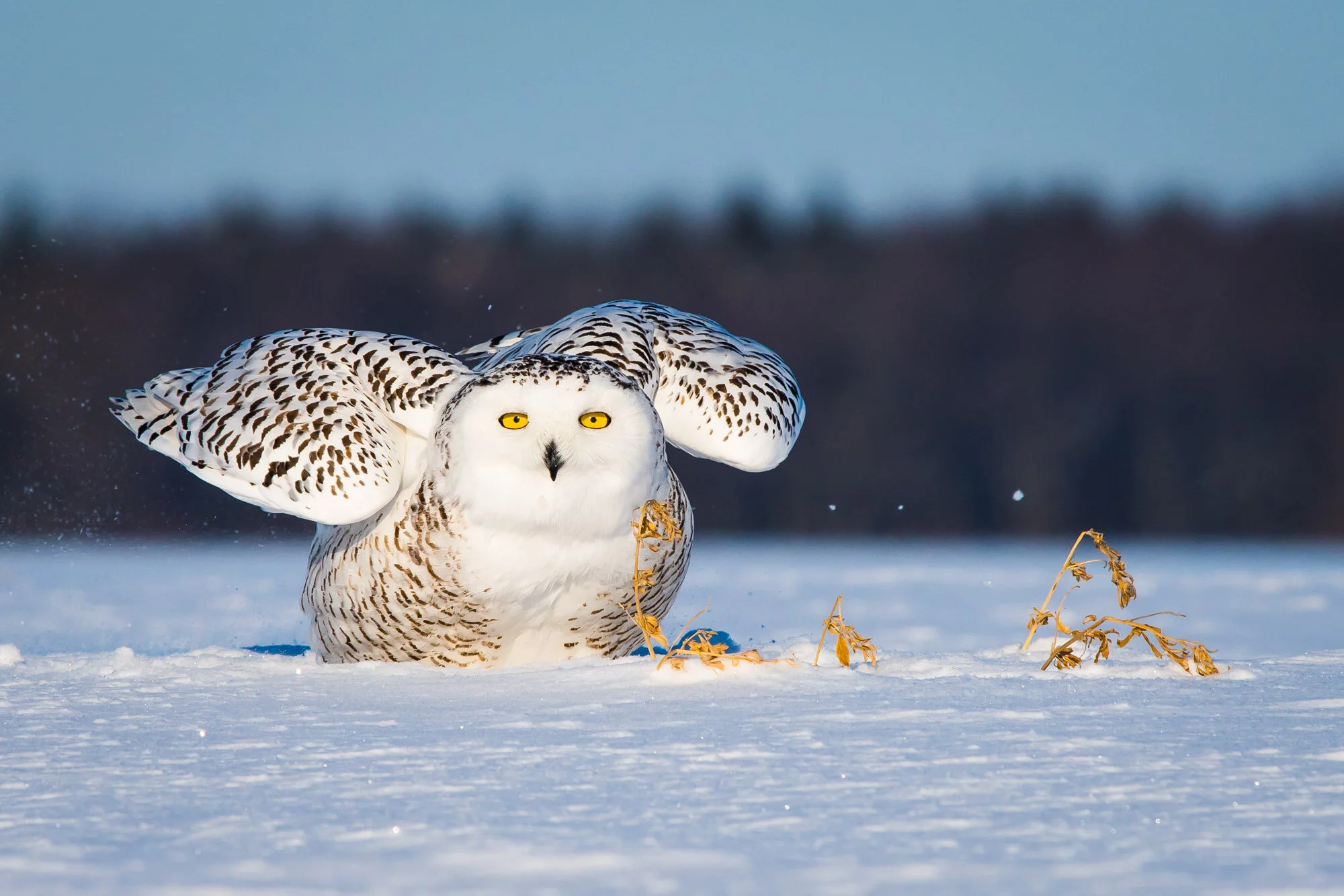 Harfang des neiges Bubo scandiacus snowy owl