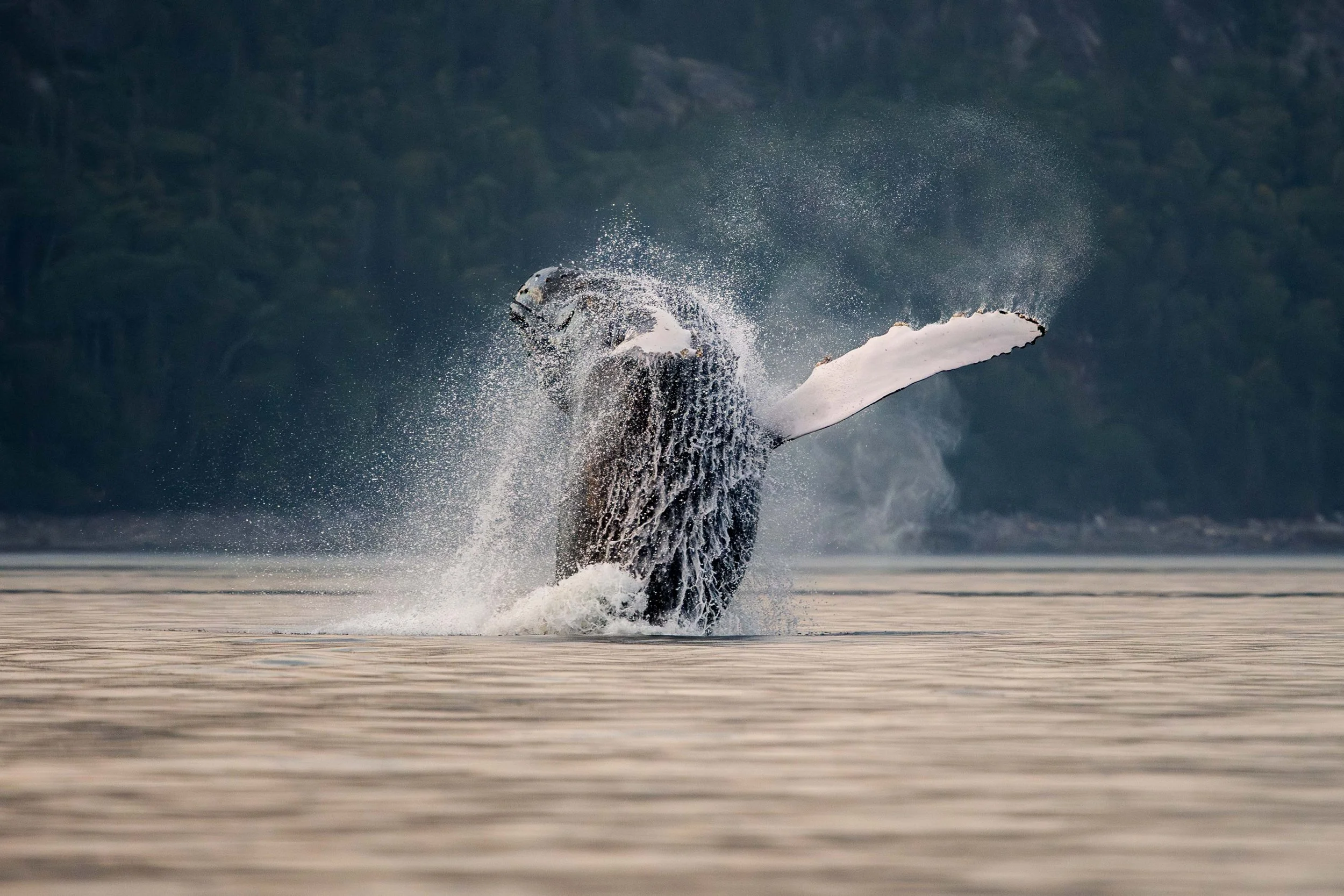 baleine à bosse breach tadoussac québec