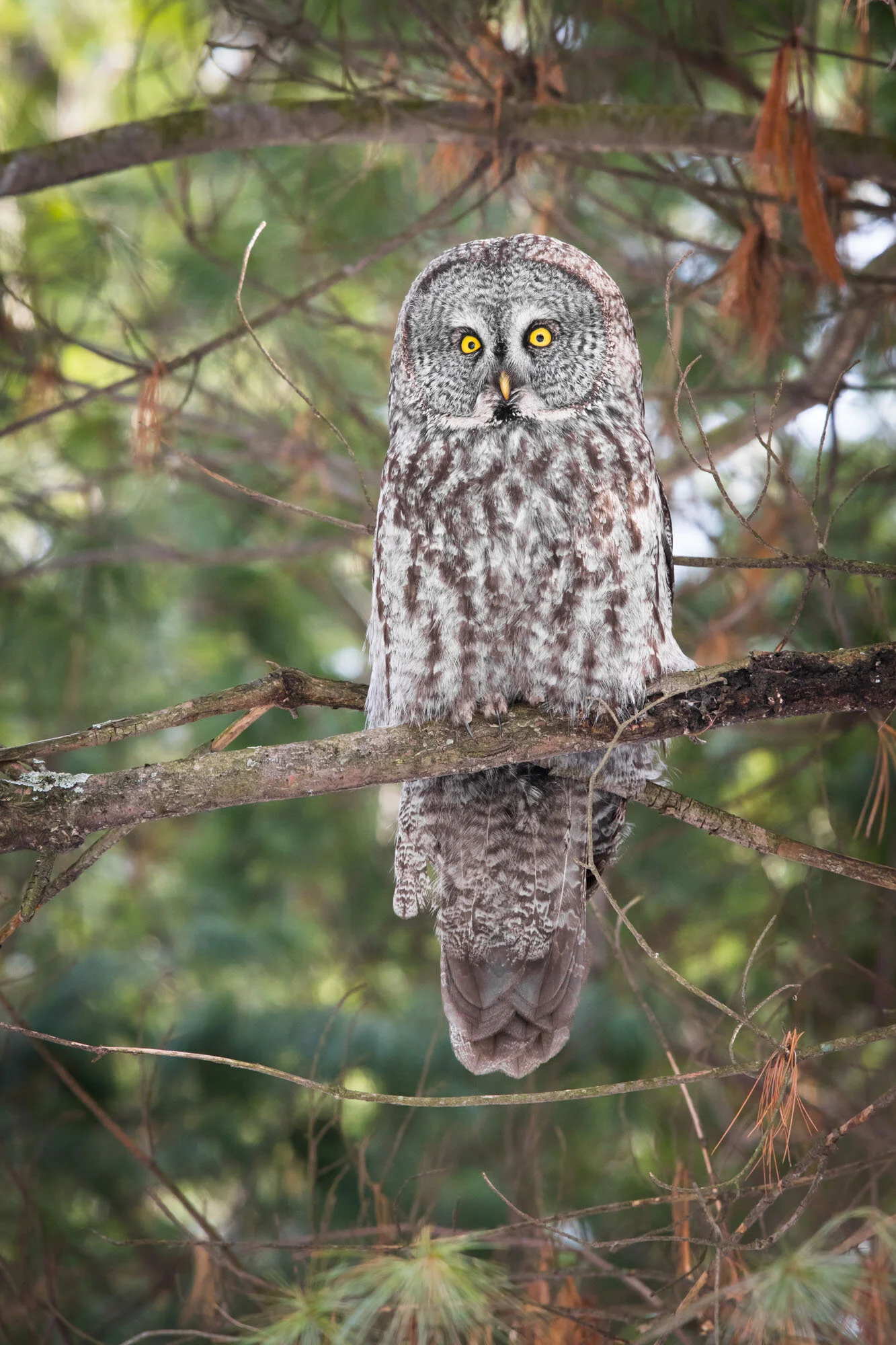 Chouette lapone Great Gray Owl Strix nebulosa