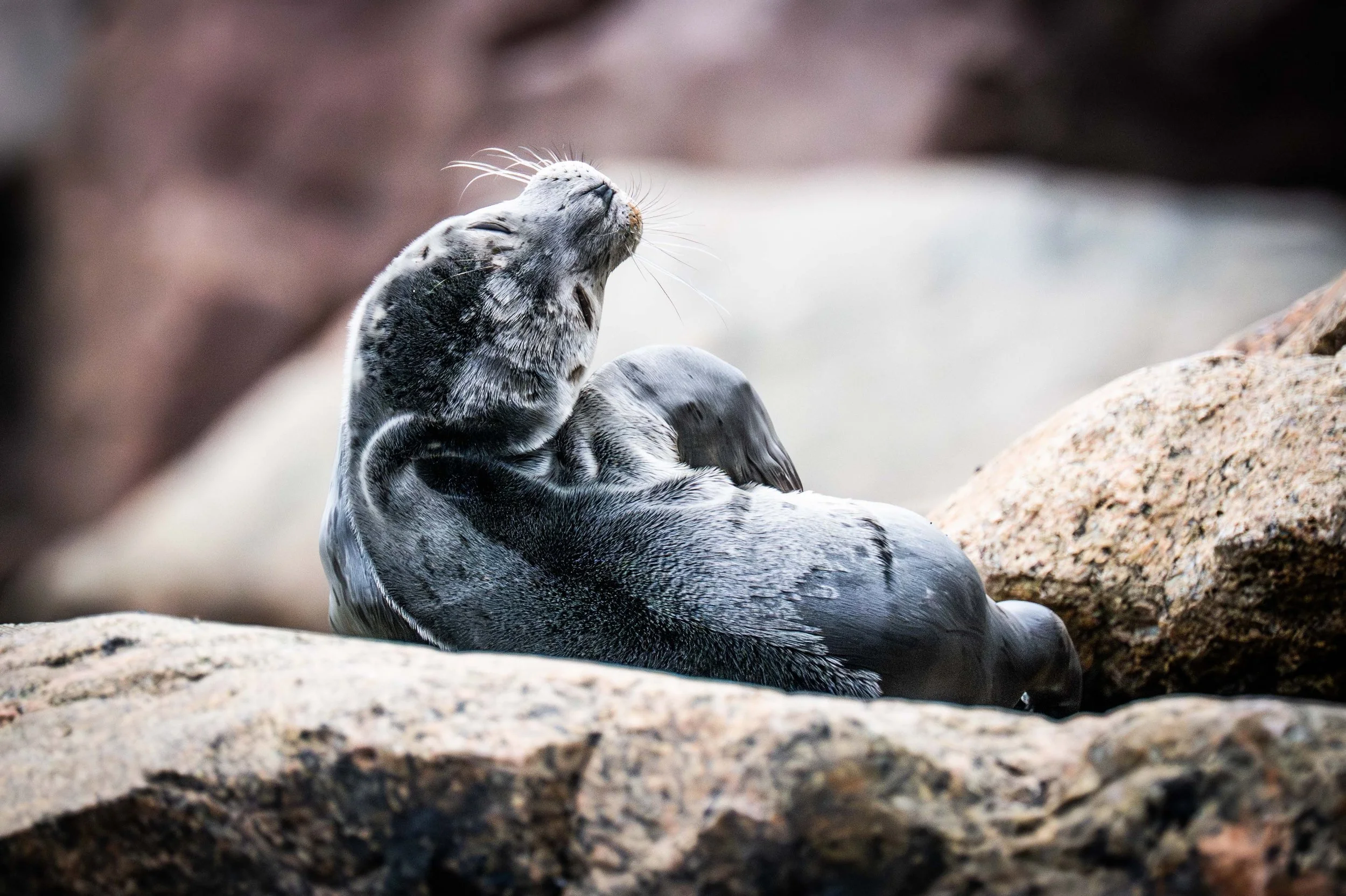 phoque commun québec saint-laurent escoumins tadoussac