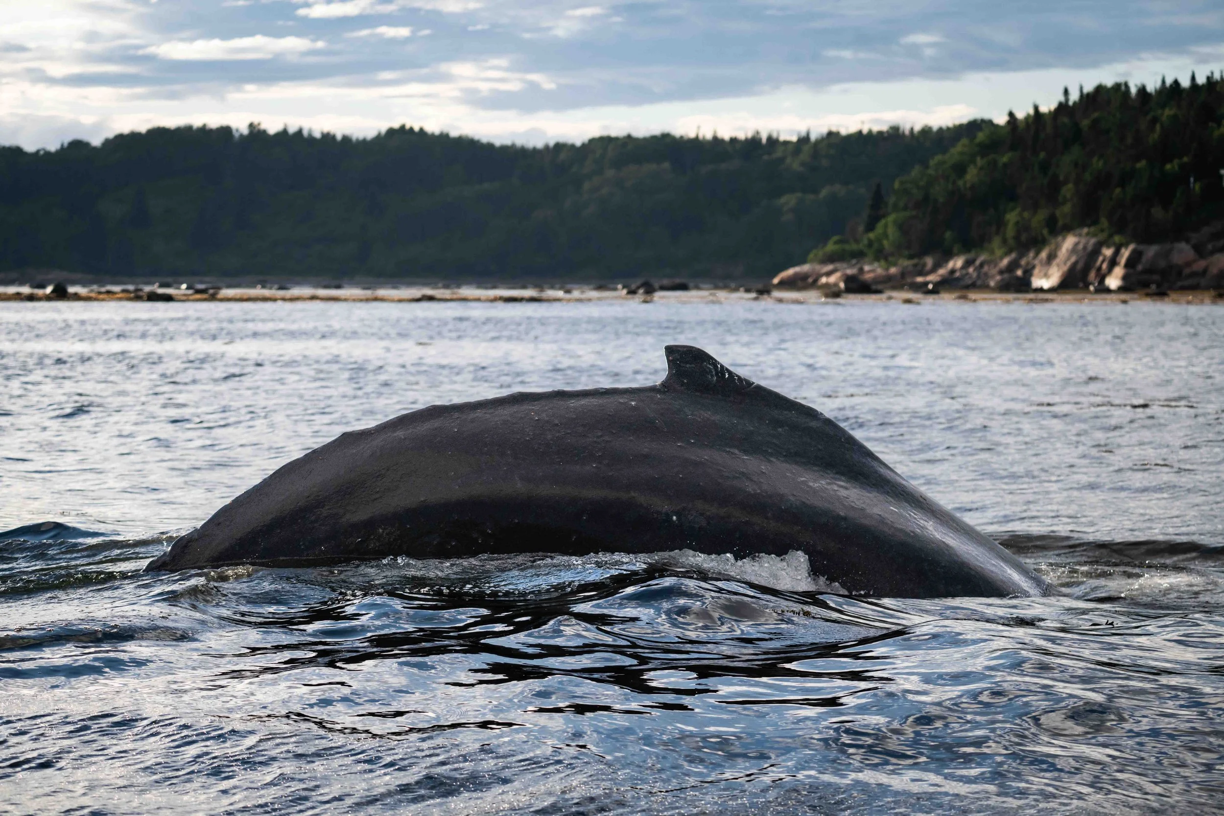 La baleine a bosse eline plonge dans le saint-laurent près de bergeronnes au quebec