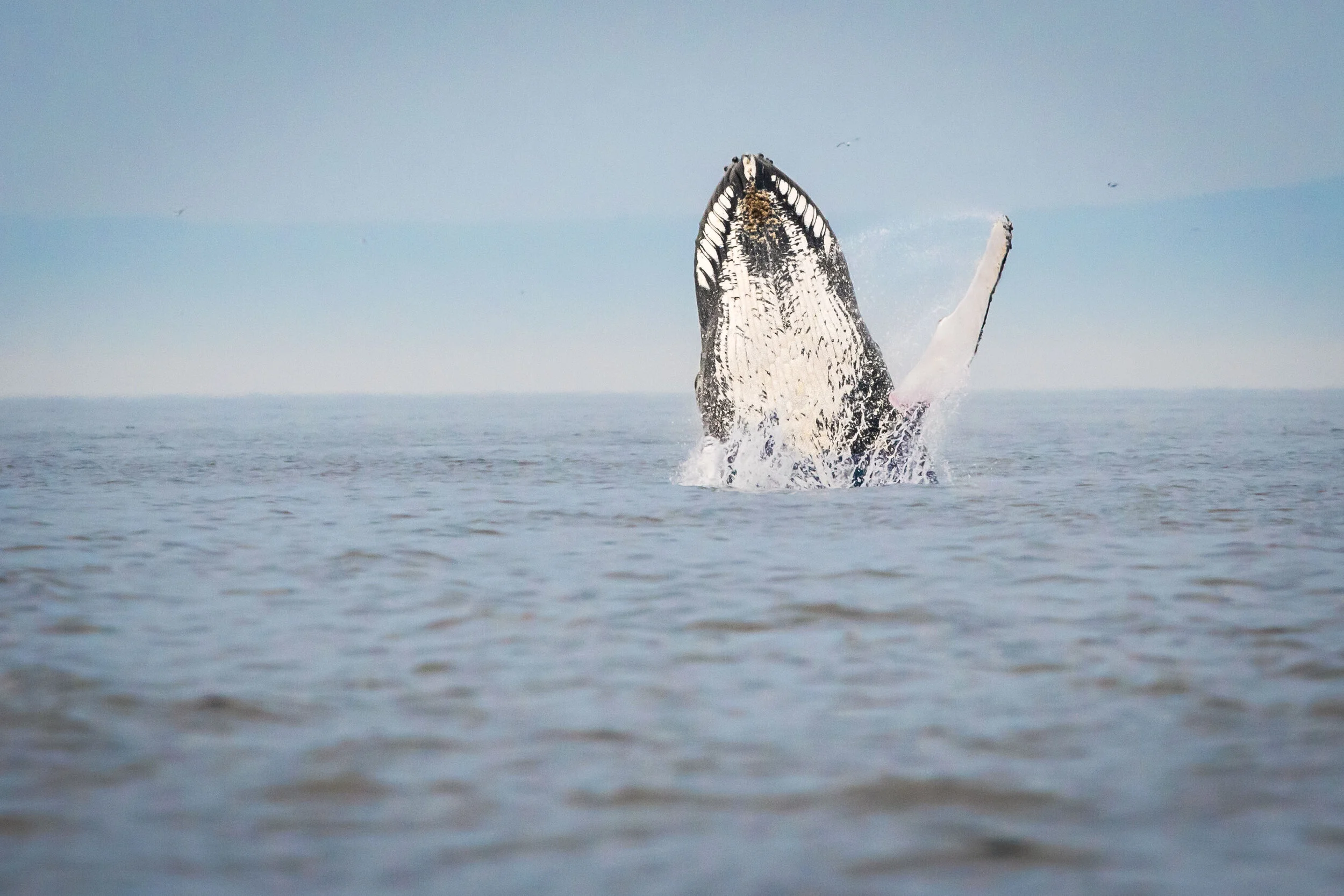 saut de baleine à bosse tadoussac saint-laurent breach humpback québec canada croisière 