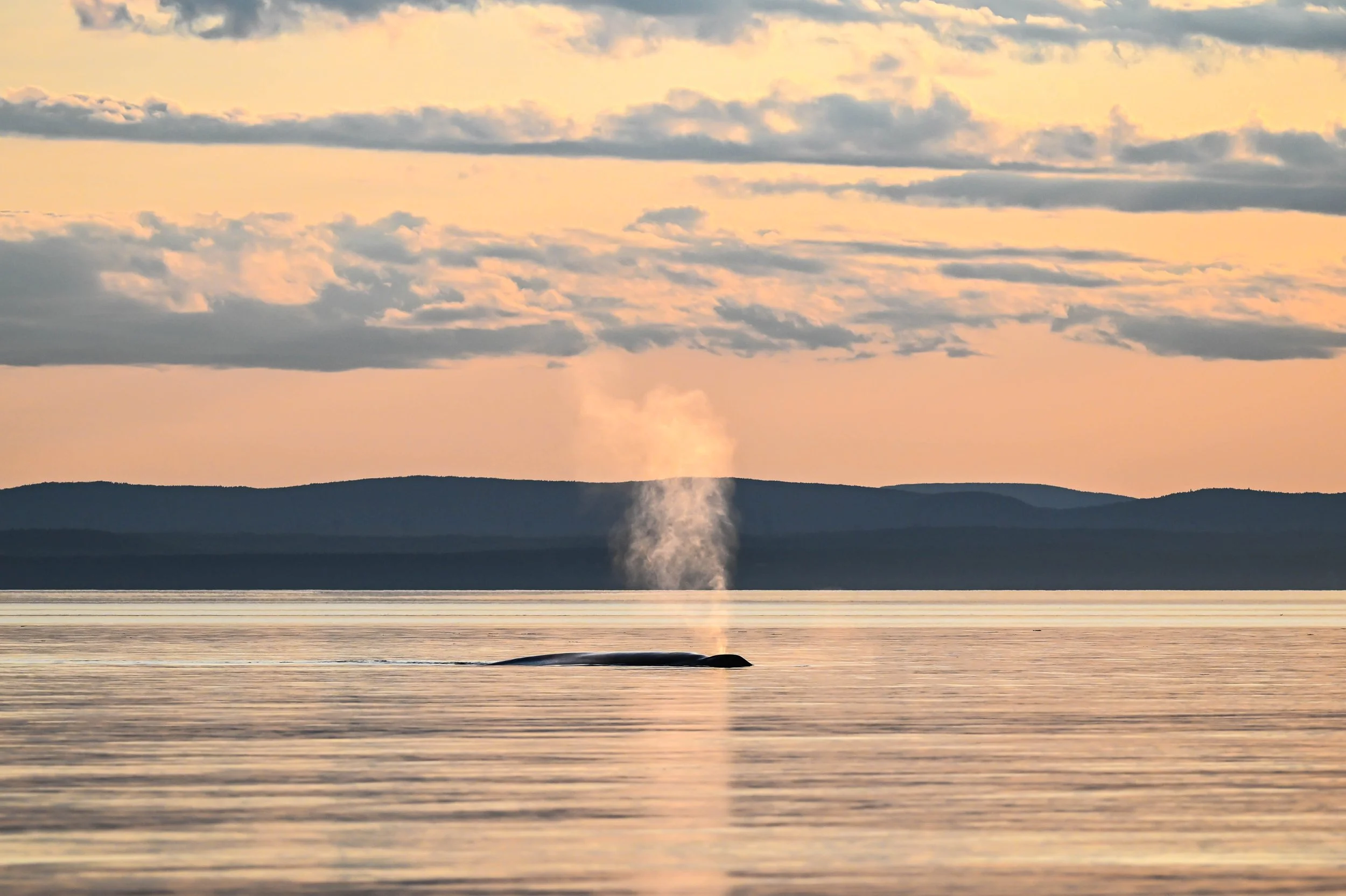 rorqual bleu baleine bleue tadoussac fleuve saint-laurent escoumins bergeronnes