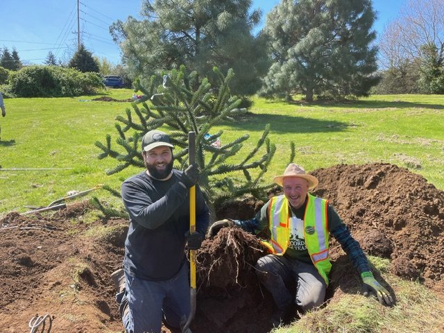 Serious Sweatwork: Relocating a Monkey Puzzle Tree