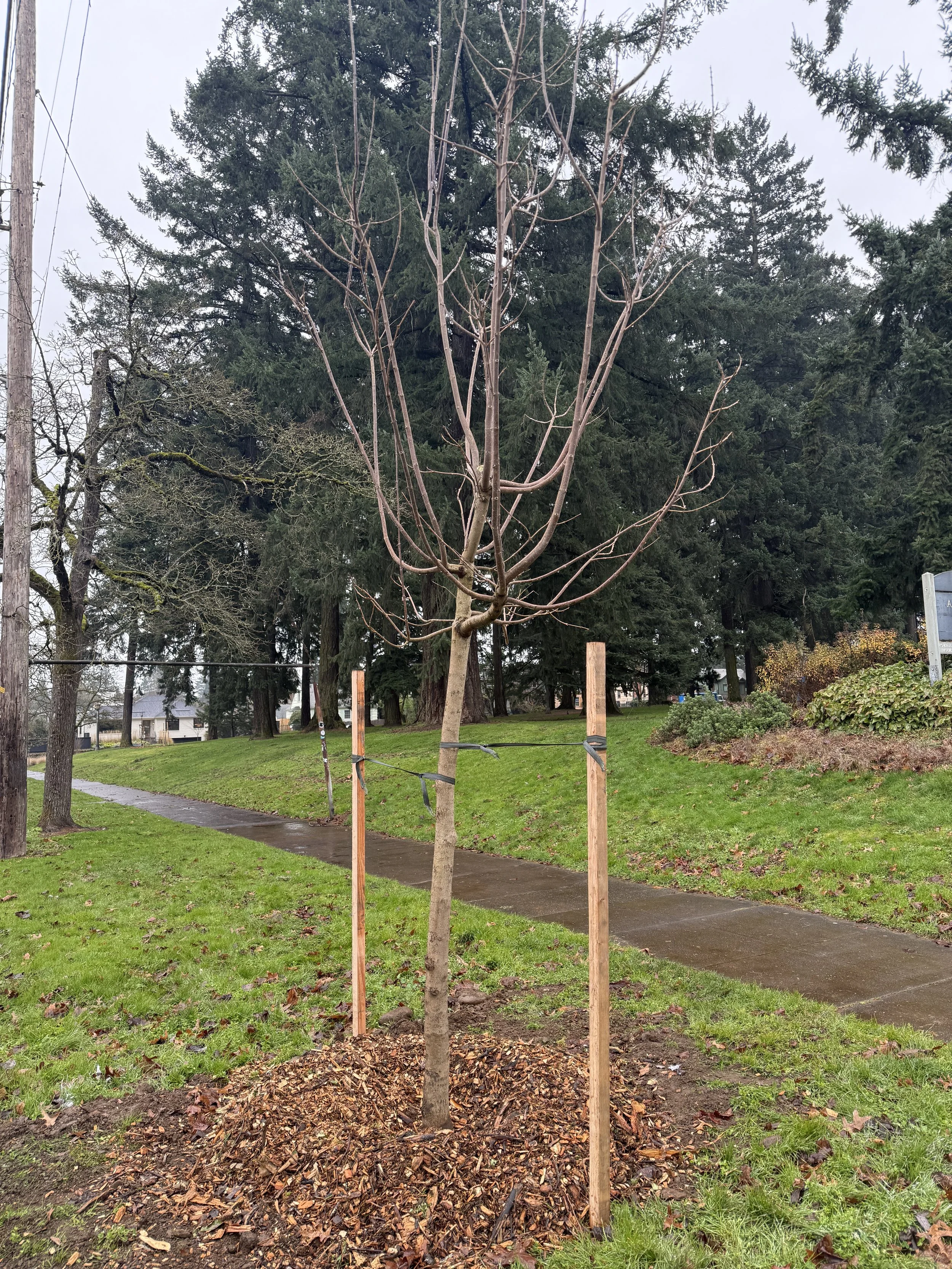 Winter 2026 Brings New Trees!