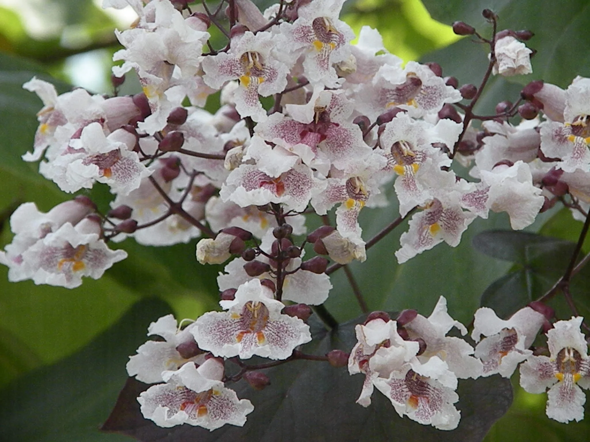 Summer Color Guided Walk — Ainsworth Linear Arboretum