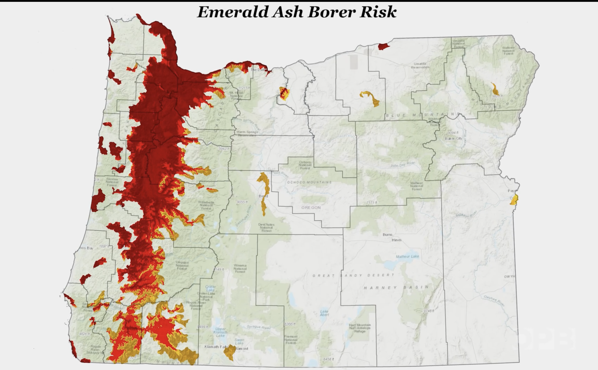 Oregon Field Guide: Threats to Trees from the Emerald Ash Borer Beetle
