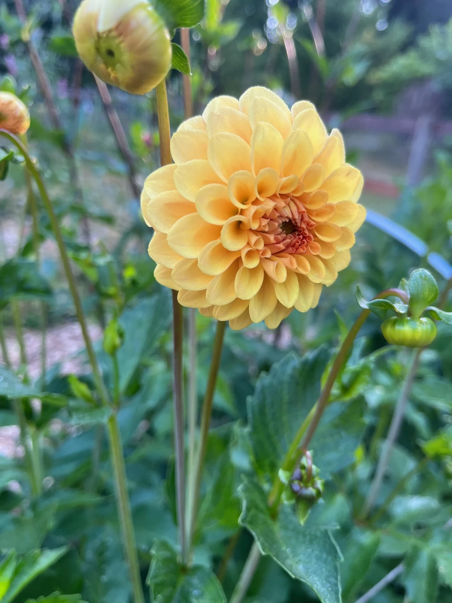 Store 2 — Cedar Flats Flower Farm