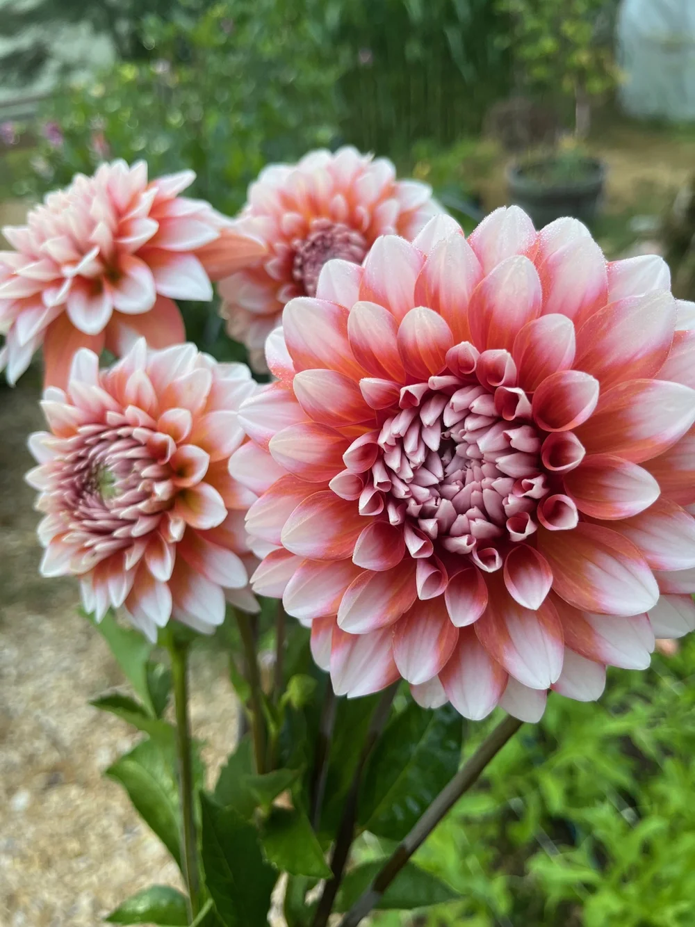 Store 2 — Cedar Flats Flower Farm